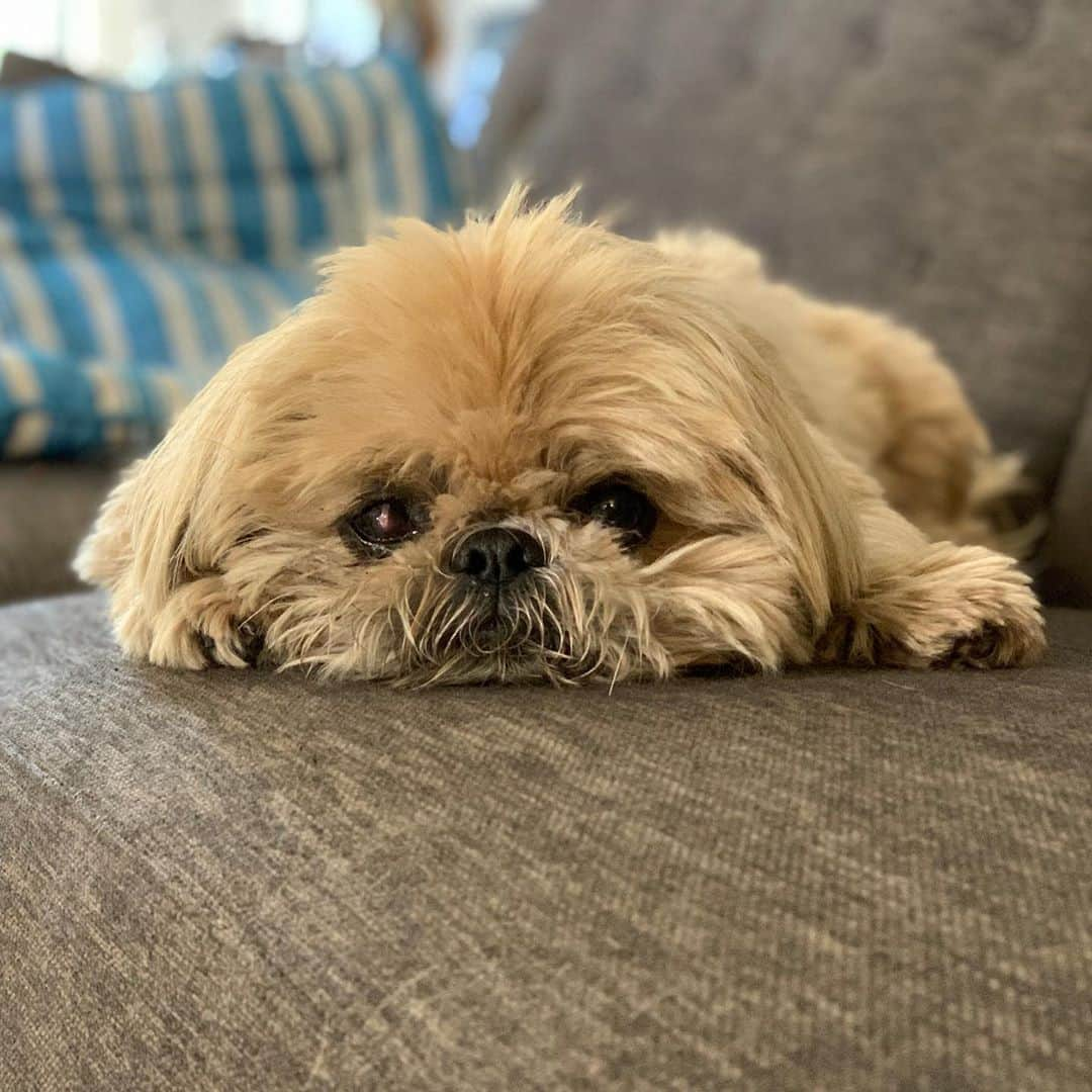 Dougie the Shih Tzuさんのインスタグラム写真 - (Dougie the Shih TzuInstagram)「🚨 Eye Update 🚨 Dougie goes in on Tuesday for a recheck, but he seems to be doing really well. He’s going on short walks and has a good appetite (for a picky Shih Tzu). The graft does look a bit more gruesome, but I think that’s a sign it’s working.  Thanks for all the love!」10月19日 1時32分 - dailydougie