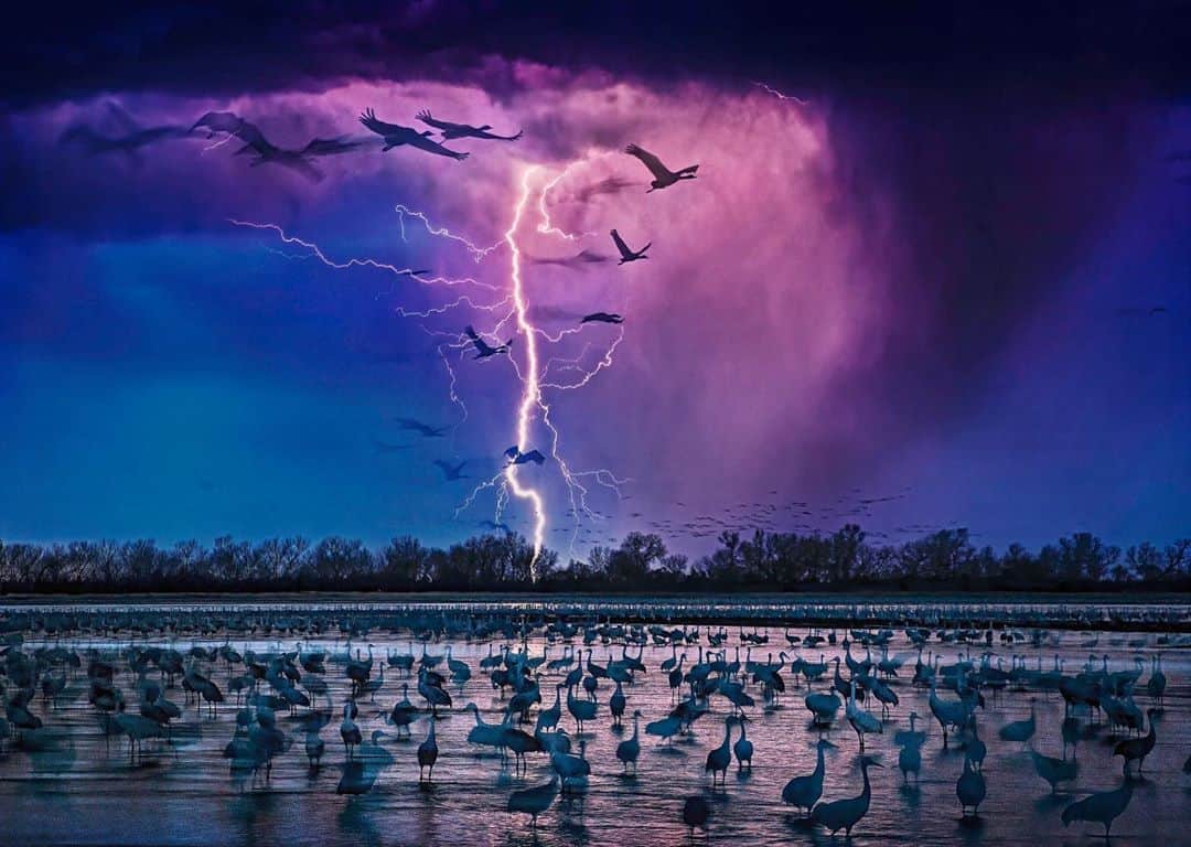 thephotosocietyさんのインスタグラム写真 - (thephotosocietyInstagram)「Photo by @randyolson // The night of this photograph, I bedded down in the blind that was a cold, plywood shack. I typically photographed cranes in the morning because they land at night and fly away as it gets light. There were thousands of cranes landing in front of the blind—and then the storm rolled in, and there was significant lightning right behind the birds. I put the camera on a tripod and started pumping the shutter, making sequential 30-second exposures. This shot captured the lightning and the birds in motion. I’ve never photographed this many objects in front of lightning, even though in the past I’ve done entire stories devoted to weather. There’s often a feeder strike that’s barely visible, and then the lightning strikes. The lightning actually explodes from the ground up. So when you look at the birds, because of the long exposure, you actually see them twice. They are lit once by the feeder strike (blurs) and the second time by the blast of lightning where they appear sharp.  - Available @natgeofineart #cranes #storms #lightning #Nebraska @thephotosociety #weather #sandhillcrane」10月19日 1時43分 - thephotosociety