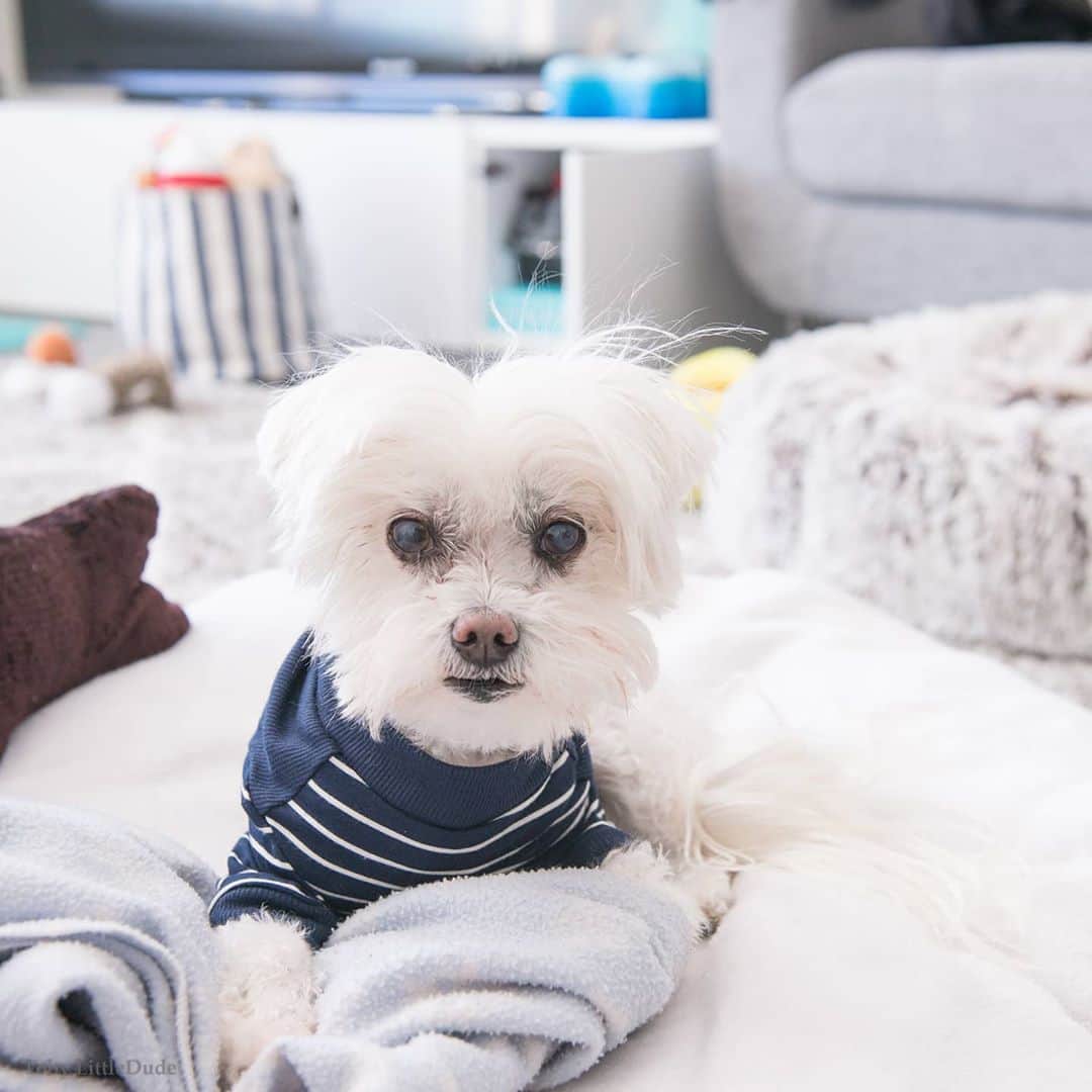 Toby LittleDudeのインスタグラム：「Hi friends,  As some of you know, I've been dealing with some serious health issues the last few weeks. After a trip to the ER and a couple of days hooked up to some IV fluids, I'm hanging in there. Some days are ok and some days are not ok. Without going into too much detail (as Mom is finding it very difficult to put into words), I'm taking it one day at a time.   Thank you to all those who have sent well wishes, prayers and positive vibes. And to all those who have called, texted and sent us messages to make sure we're ok. Mom and I are very grateful for all the wonderful people in our lives that have been so supportive.  Love, Tobes.」