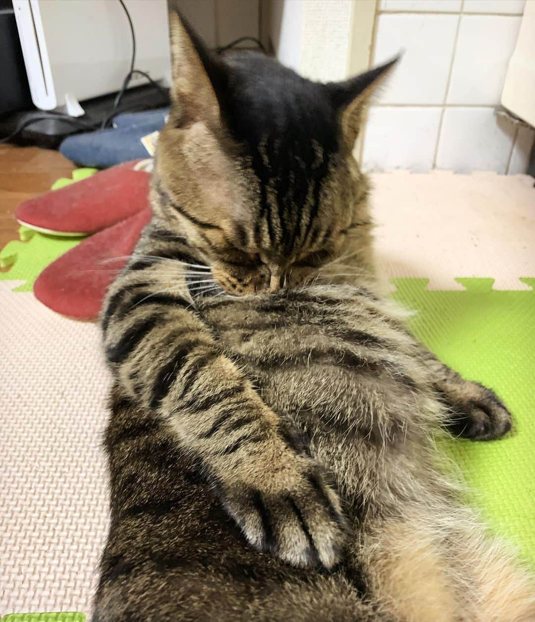 Musashiさんのインスタグラム写真 - (MusashiInstagram)「夜ムサシ。毛づくろいフガフガ。Grooming. #musashi #mck #cat #キジトラ #ムサシさん #ねこすたぐらむ #musashi_the_cat #シマホネコダスケ #シマホレスキュー」10月19日 2時57分 - _daisy