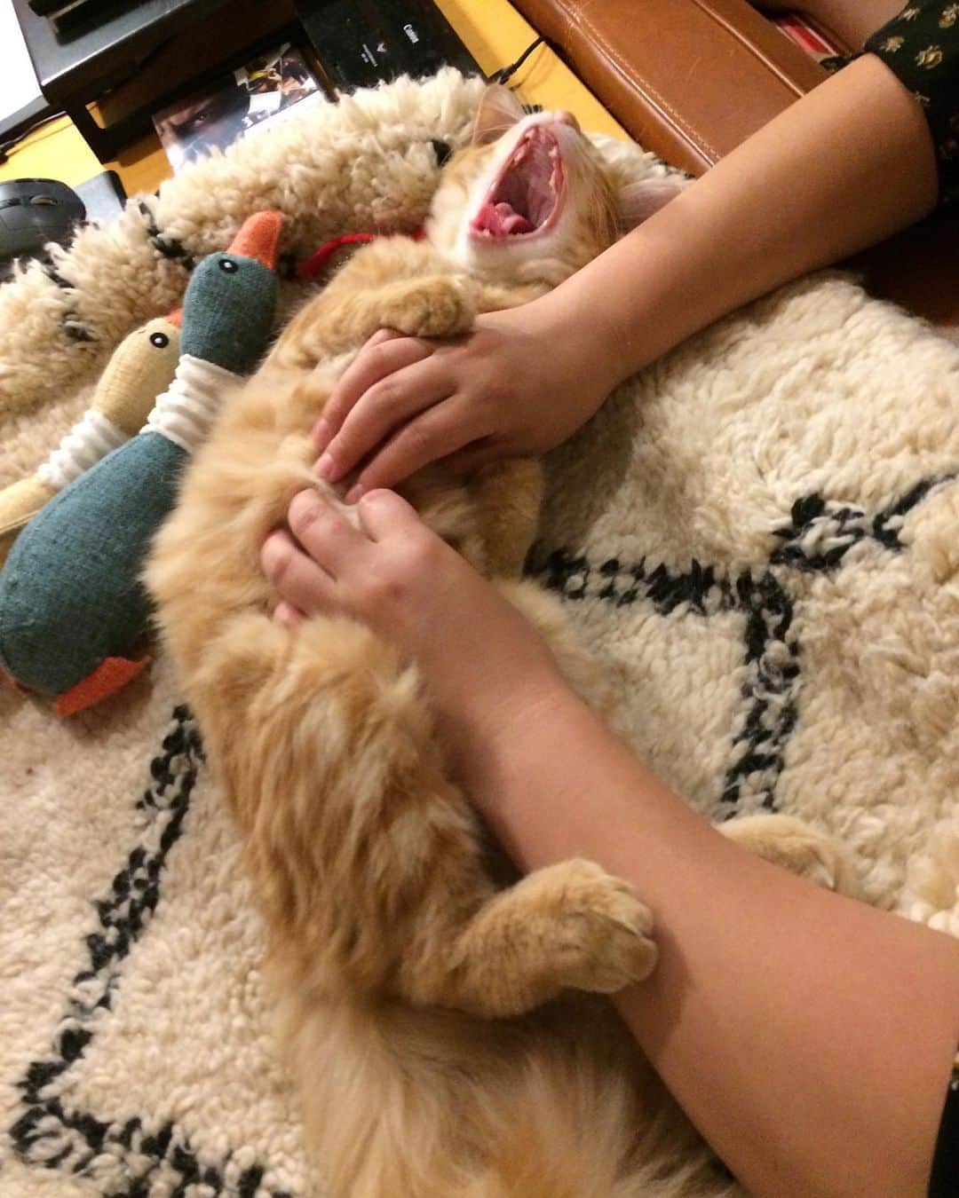 岡田屋鉄蔵のインスタグラム：「あーそこそこ！ シッターちゃんのマッサージはツボるねえ…満足なり。」
