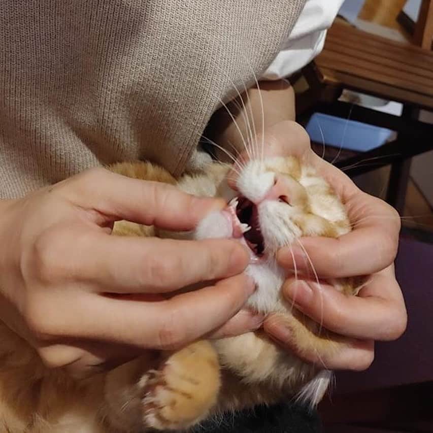岡田屋鉄蔵のインスタグラム：「貴重な一枚。 もう二度と見られない生え替わりの二重牙！ そして先ほど下の牙が一本抜けました！ ナブさんと戯れてて抜けたみたい。探したが、無かった。残念！」