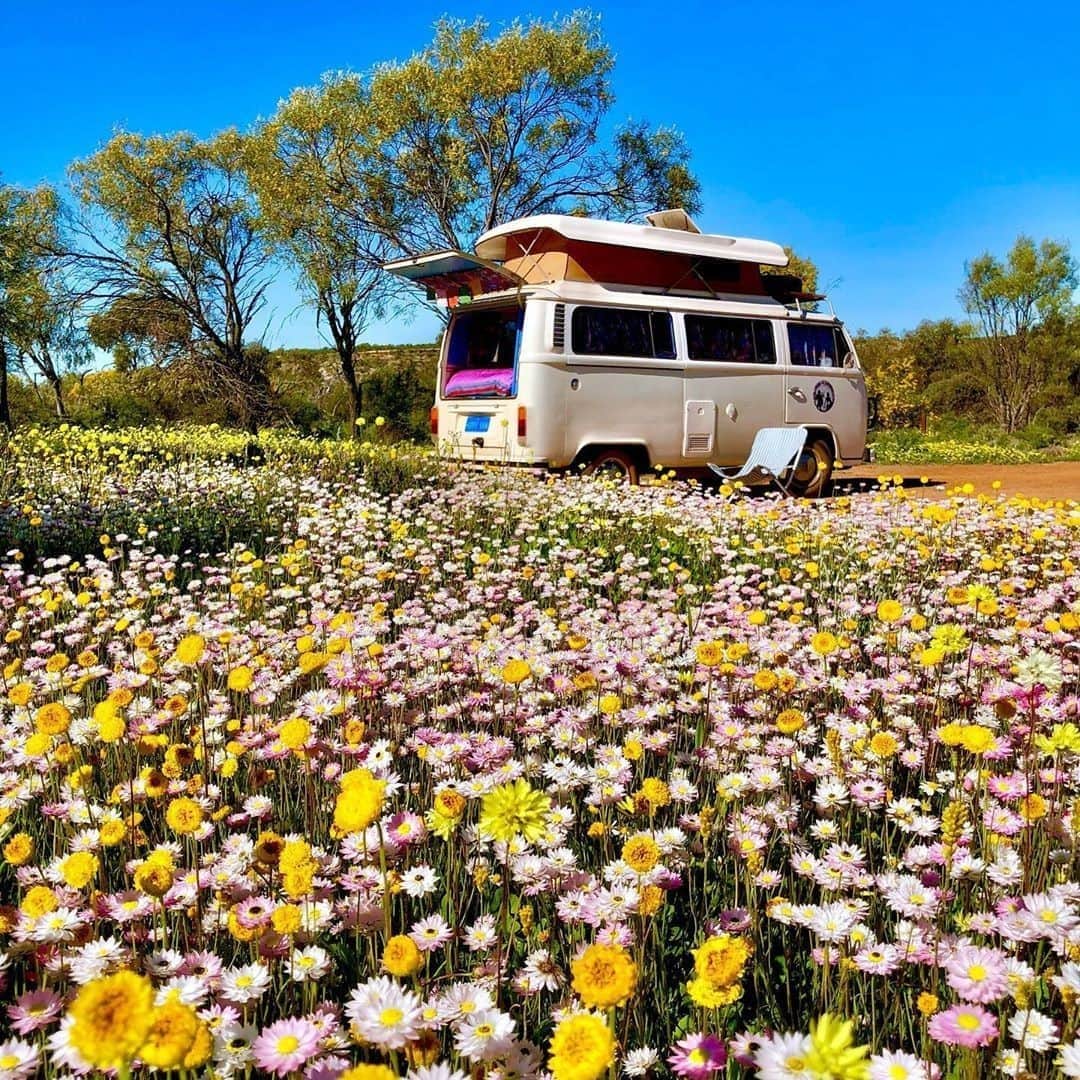Australiaさんのインスタグラム写真 - (AustraliaInstagram)「Wildflower season is in full swing in @westernaustralia 🌼🌸 According to @outback_kombi, their “favourite colour is wildflower” and by the looks of this display of colourful blooms in the #CoalseamConservationPark, we’d have to agree! Spring has definitely sprung in @australiascoralcoast where blankets of colourful flowers cover the outback landscape transforming it into a nature lovers paradise. If you’re planning a wildflower #roadtrip, keep your camera handy at all times as the native wildlife including kangaroos, emus and echidnas are out and about enjoying the warmer weather and a wildlife encounter makes for a memorable holiday snap! #seeaustralia #wanderoutyander #australiascoralcoast #holidayherethisyear」10月19日 4時00分 - australia