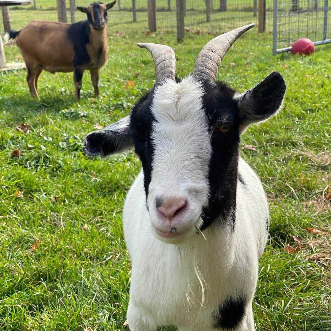 シェリ・ムーン・ゾンビさんのインスタグラム写真 - (シェリ・ムーン・ゾンビInstagram)「Goat Family! MaryAnn (pic1) basking in the autumn afternoon and Ginger (pic2) (with Randy photobombing) feeling fancy free chewing on some grass. Love being able to give these gentle goofballs a safe place to call home. #goats #goatlove #rescuegoats #sistergoats」10月19日 4時12分 - sherimoonzombieofficial