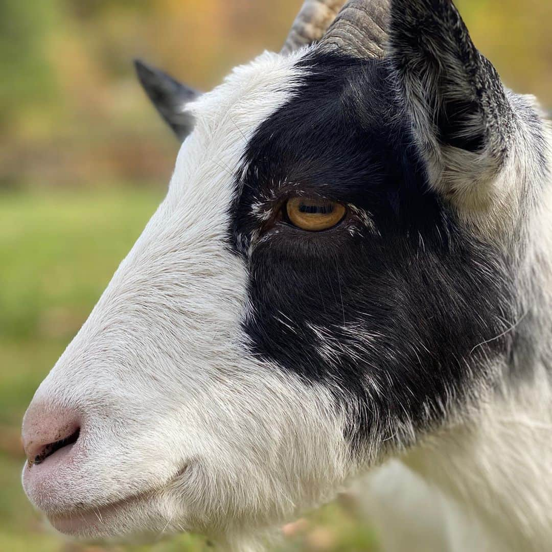 シェリ・ムーン・ゾンビのインスタグラム：「Goat Family! MaryAnn (pic1) basking in the autumn afternoon and Ginger (pic2) (with Randy photobombing) feeling fancy free chewing on some grass. Love being able to give these gentle goofballs a safe place to call home. #goats #goatlove #rescuegoats #sistergoats」