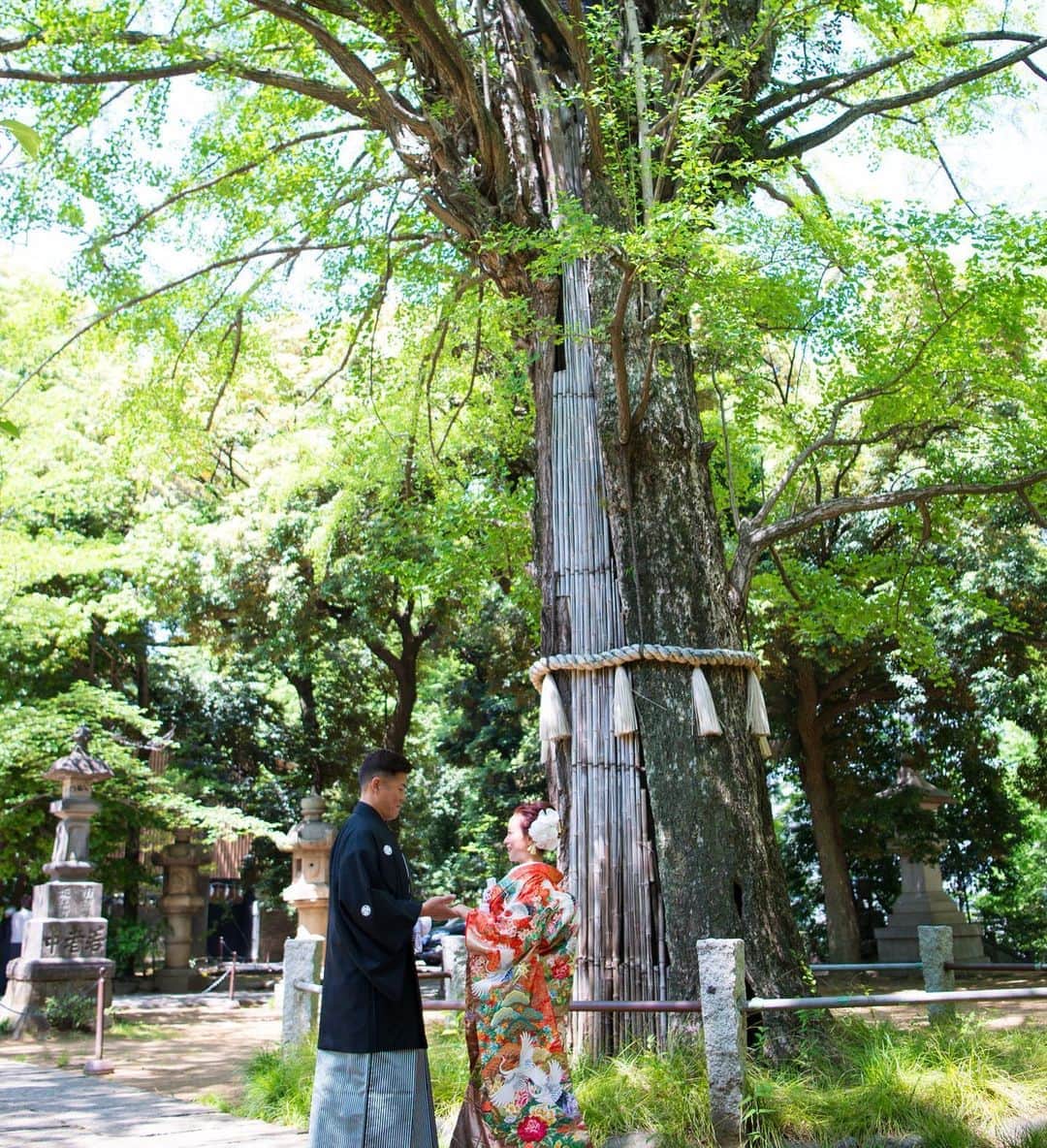 和婚スタイルさんのインスタグラム写真 - (和婚スタイルInstagram)「ㅤㅤㅤㅤㅤㅤ #赤坂氷川神社 でのご結婚式💐  大きな御神木の前でおふたりだけの写真を撮影できます🤍  . . ------------------------- お二人で、ご家族で、 アットホームな和婚をご希望の方 和婚スタイルへご相談下さい👘✨💕 . . @wakonstyle  プロフィールのリンクから HPをご覧頂けます。 -------------------------  ㅤㅤㅤㅤㅤㅤ #赤坂 #東京 #結婚式 #和装 #白無垢 #色打掛 #新緑 #神前挙式 #和婚スタイル #和婚スタイル浅草 #東京結婚式プロデュース」10月19日 14時08分 - wakonstyle