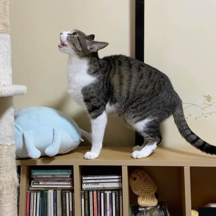 のインスタグラム：「Meow Jump #cat #ohagi #jump #meow #catlover #catasticworld #catoftheyear #mako0mako0 #ねこ　#ねこ動画　#おはぎちゃん　#猫のいる暮らし #猫のいる生活 #猫スタグラム」