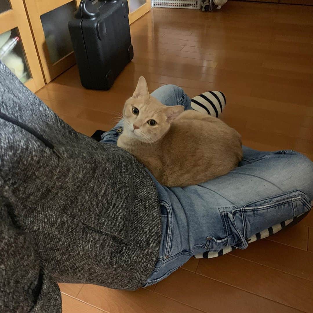 ひのき猫さんのインスタグラム写真 - (ひのき猫Instagram)「最近お気に入りのベッドです(笑)」10月19日 14時33分 - hinoki.cute.kitten