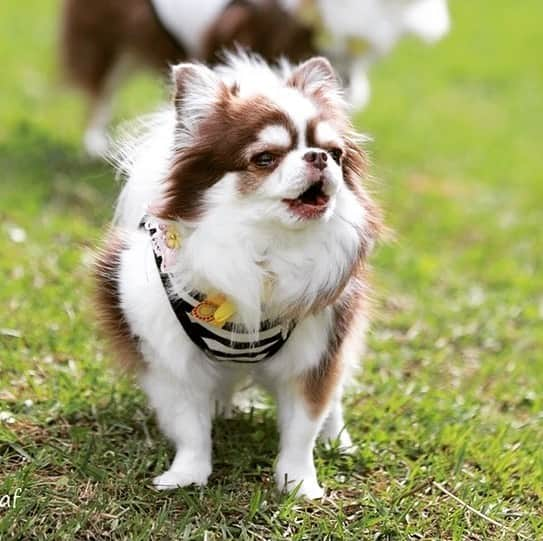 犬小屋??のインスタグラム：「ずーっと喋っているこひんちゃん💦 ずーっと座っているあたり様💦 ランの楽しみ方も7チワワ7色💦  #chihuahua  #dogstagram  #chihuahuastagram  #chihuahualife  #チワワ #チワワ大好き  #チワワのいる暮らし  #チワワ多頭飼い  #チワワ大好き  #canon  #canon_photos  #ファインダー越しの私の世界  #犬小屋 #こびすたぐらむ  #あたりすたぐらむ #ドッグラン #浜名湖レークサイドプラザ  #アンジェリーカ」