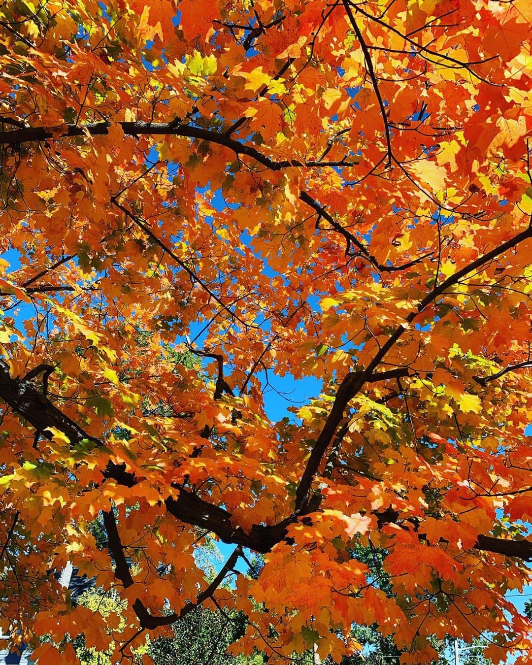 クリステン・コノリーのインスタグラム：「My allergies are so bad, but look at this!!! 🍂🍁🍂」