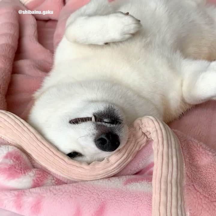 のインスタグラム：「初めまして〜‼︎ *  新しい家族の白柴の岳太郎で➰す🤣 *  よろしくね〰️😆 *  って、タテゴトアザラシの赤ちゃんにも見えるといえば見えるけど、やっぱ変な生き物にしか見えないねー😂 *  ダメだこりゃ〜🤷‍♀️(チョーさん風に) 🐾----*----*----*----🐾 This is Gakutaro, a white Shiba Inu🤣 It looks like a baby harp seal, but it looks like a strange creature😂 🐾----*----*----*----🐾 #柴犬 #岳 #柴犬岳 #柴犬ガク#gaku #shibainugaku #shiba #shibainu #shibastagram #いぬすたぐらむ #dogsofinstagram #pecoいぬ部 #pecotv #ワンフルエンサー  #Hermoso #weeklyfluff #🐕📷 #dailyfluff #可愛い #親バカ部 #親ばか #タテゴトアザラシ #harpseal #なんちゃって白柴 #変な生き物 #へそ天 #20201019」