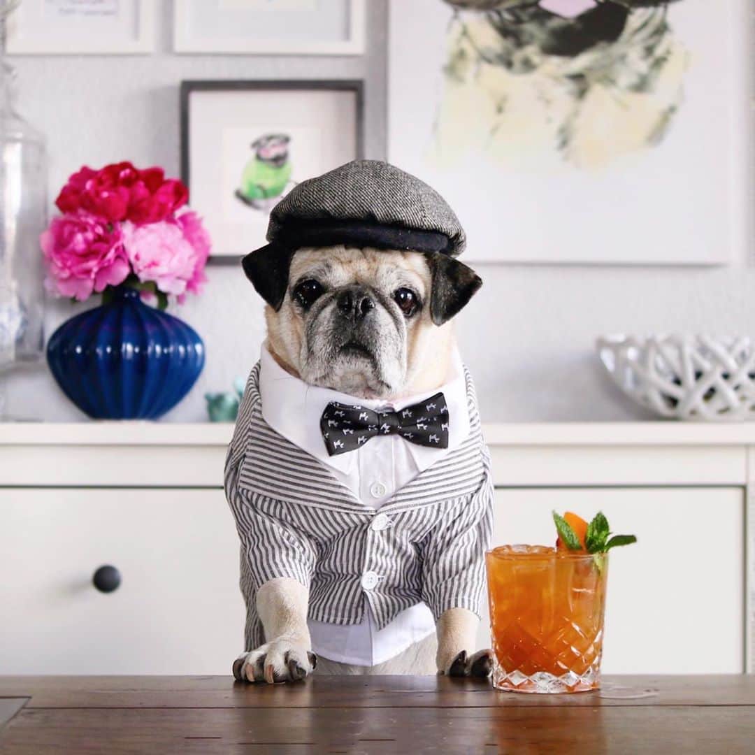 ロッコのインスタグラム：「Let me tell you guys about the time I caught this dapper little man smoking in the backyard… Rocco had been hanging in the backyard for a bit so I went out to check on him. When I walked out he turned to look at me and that’s when I busted him with a cigar hanging out of his mouth. I remember thinking WHERE THE HELL DID HE GET A CIGAR FROM! Then quickly realized it was a turd, A FREAKING TURD! 😳  #Ohmyweldon #pug #pugsofinstagram #dogsofinstagram #theweekoninstagram #austindogs #dogsofbark #teampixel #atx #buzzfeedanimals #speakpug #imbibe #happyhour #cocktails #craftcocktails」
