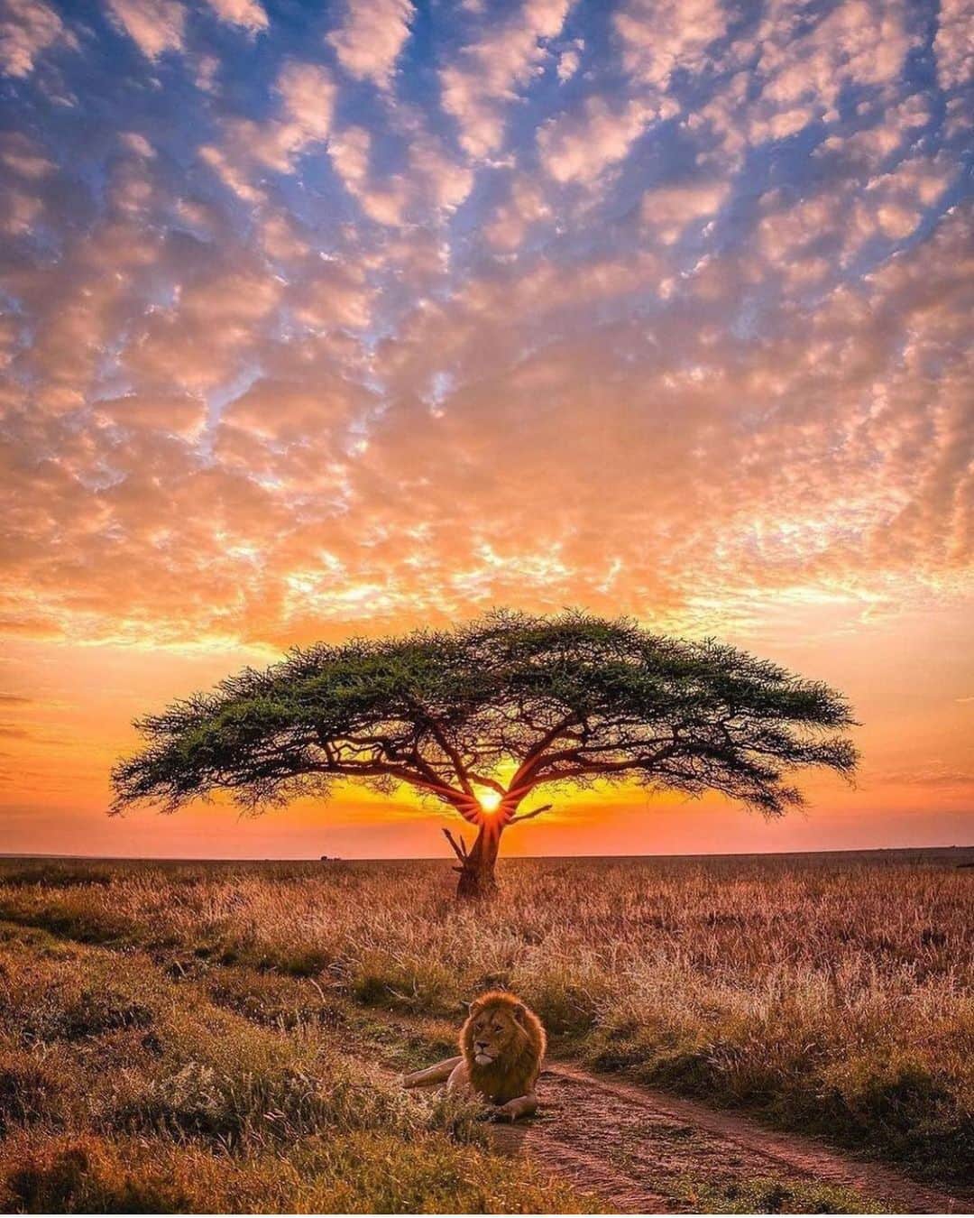 WildLifeのインスタグラム：「The definition of the African Savannah, can it get any better? 🦁🌅 Serengeti, Tanzania  Photo by @agpfoto」