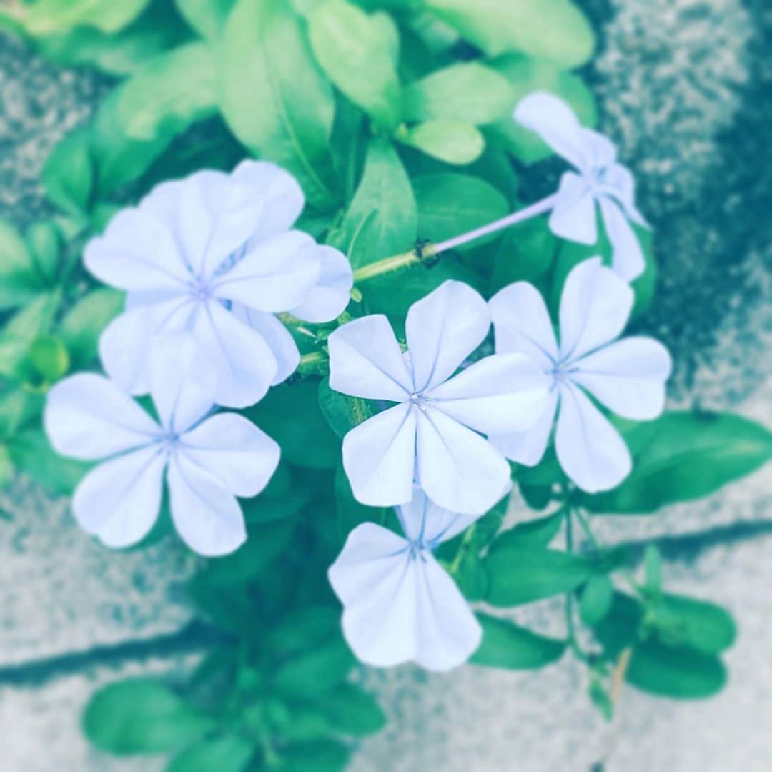 中野敬久さんのインスタグラム写真 - (中野敬久Instagram)「#flowers #blossom #hope #blue #neighborhood」10月19日 8時11分 - hirohisanakano
