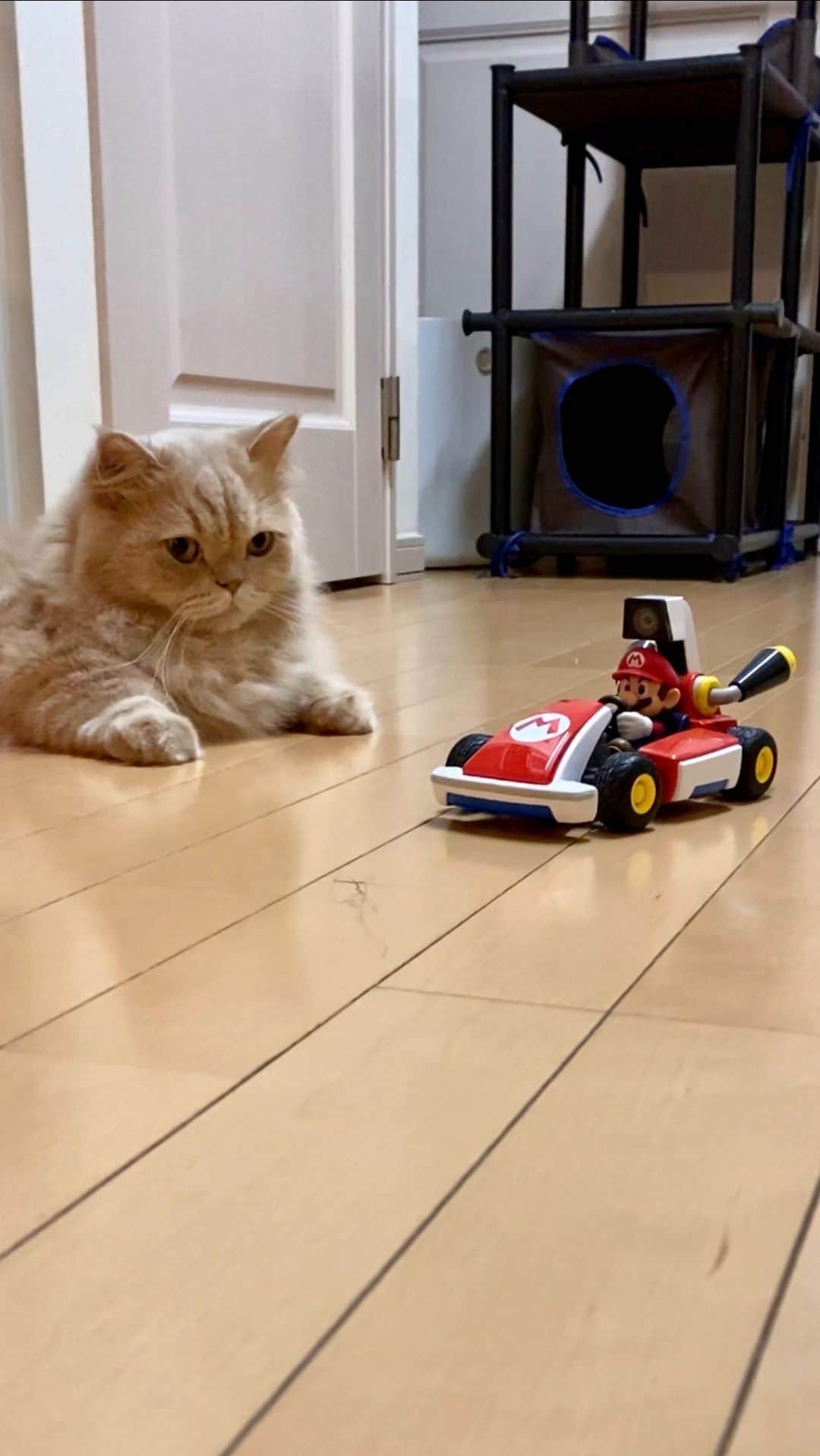 のインスタグラム：「マリオカート来たにゃ💗 まずは試運転🚗³₃Boooon!!  今度はマリオ視点でお送りするにゃ•*¨*•.¸¸♬︎  #mariokartlivehomecircuit #マリオカートライブホームサーキット @nintendo_jp @nintendoswitches   #ミヌエットのベルちゃん #スコティッシュフォールドのすずちゃん  NAME : Bell  ベル Breed : minuet  ミヌエット 🎂 : 2016.5.15  4歳 ・ NAME : Suzu すずちゃん Breed : Scottish fold スコティッシュフォールド 🎂 : 2018.3.21 2歳 . NAME : Lindor リンドール Breed : Teacup poodle ティーカッププードル 🎂 : 2019.7.18〜2020.9.14  1歳」