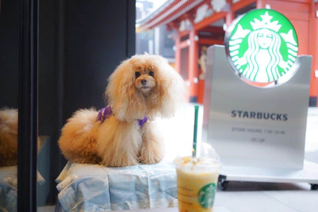 Toypoodle Mikuru?Asakusa Tokyoのインスタグラム：「20201019 Monday. Good morning! Friends 💕 あさんぽ途中で朝スタバ。 テラスで大学芋フラペチーノ🍠 美味しかったけど、想像以上に寒かった🥶 . 今週もよろしくお願いします🙏🏻 . #スタバ #大学芋フラペチーノ #あさんぽ」
