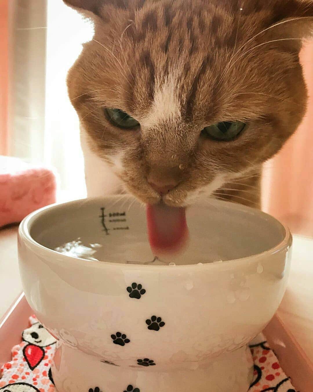 猫壱（ねこいち•ネコイチ）さんのインスタグラム写真 - (猫壱（ねこいち•ネコイチ）Instagram)「. 【#猫壱ここ好き自慢大会 】 ▫ お水を飲む顔が👍✨✨ ▫ #乾燥する季節こそ #しっかり水分補給しようね❤ ▫︎ ▫ ▫ @reireireikatan さんありがとうございました😆💕✨ ▫ ▫ ▫ :::::::::#猫壱 ::::::: #猫壱キャンペーン 10月は猫壱全商品が対象です😺❤ 猫の好きなしぐさや部分と一緒に応募してくださいねと お写真の商品は #ハッピーダイニング #脚付きウォーターボウル 猫柄でした✨  ▫ ▫︎ 対象の猫壱商品をお持ちの方は @necoichicojp から応募要項をチェックして是非ご応募くださいね❤ ▫」10月19日 8時16分 - necoichicojp