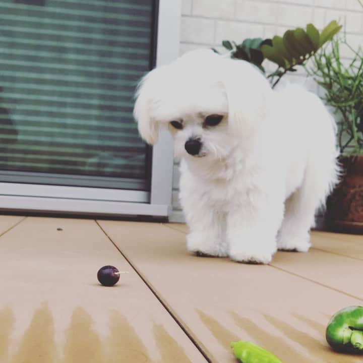 のインスタグラム：「おはようございます^ ^ 寝起きの庭いじり🌵 オリーブ投げ🐶朝から元気なハルくん 勢い余って、かーさんの顔面命中の巻😂 今日もわくわくする事が沢山ありますように🍁（＾ω＾） 良い一日を🍀 #チワマル#ハルくん #オリーブ#ピーマン#ししとう#収穫#ボール投げ犬#なんでもおもちゃ#いぬすたぐらむ #いぬばか部 #犬のいる暮らし #chihuahua #maltese #mixdog #doglover #dogstagram #千葉暮らし 遊び終わったオリーブは塩漬けにしてみまーす🙋‍♀️✨」
