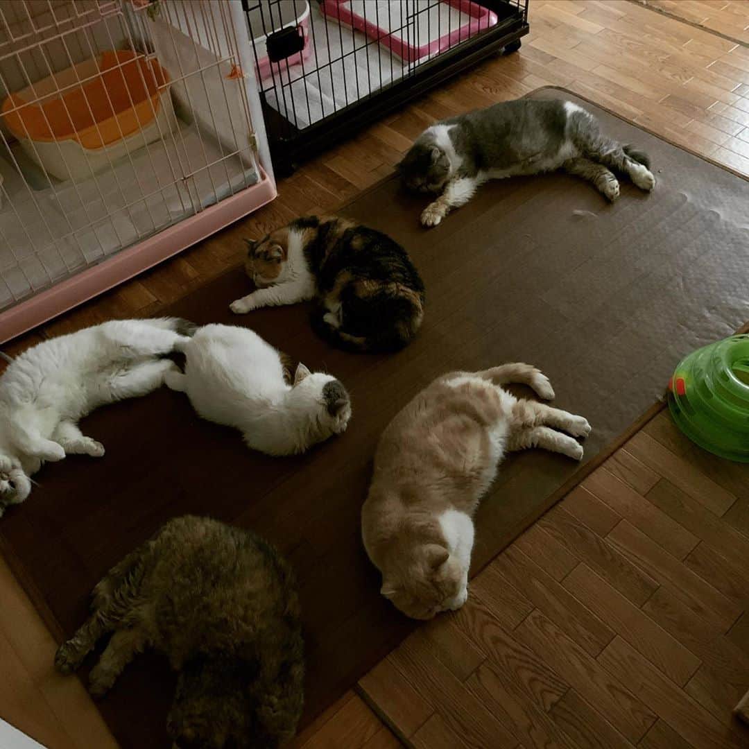 こちょねこ父さんのインスタグラム
