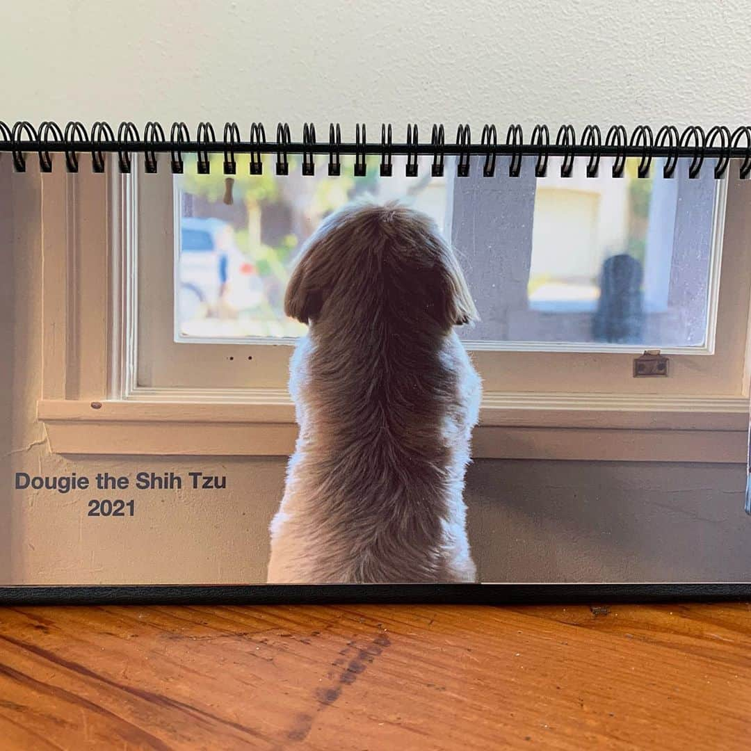 Dougie the Shih Tzuさんのインスタグラム写真 - (Dougie the Shih TzuInstagram)「The 2021 desk calendar is now available for preorder!  Due to COVID-19, we will be ordering a very limited supply of extra calendars.  So, if you want one (or you want someone to give you one), a PREORDER needs to be placed.  The calendar will ship by the end of November.  Link in bio or go to www.dailydougie.com ❤️」10月19日 8時35分 - dailydougie