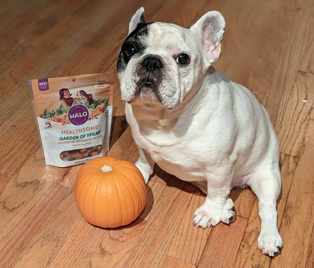 Manny The Frenchieのインスタグラム：「I don't know how they get pumpkins in the these treats but it's delicious! 😋🎃 @halopets」