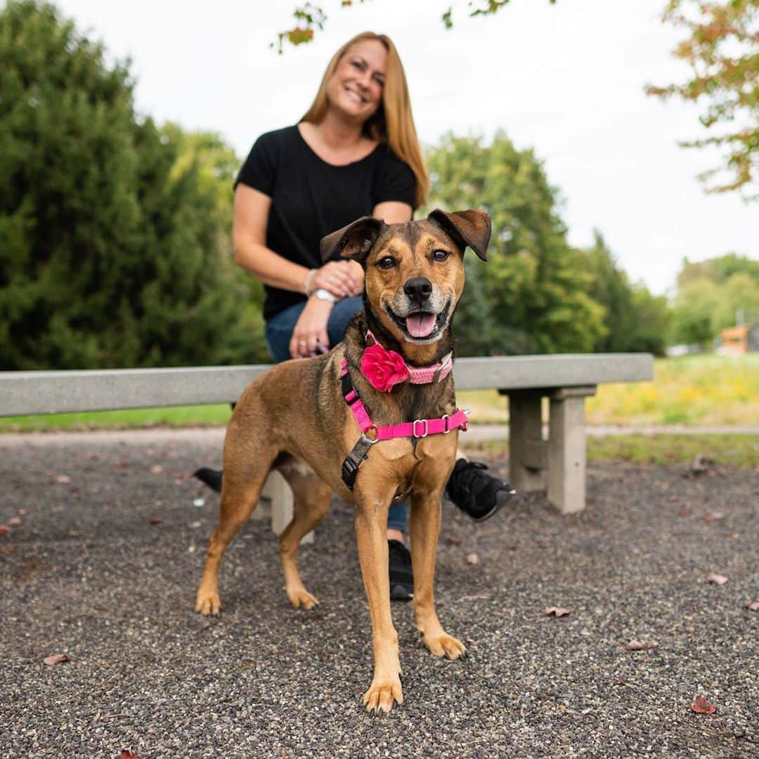 The Dogistさんのインスタグラム写真 - (The DogistInstagram)「Chloe, Labrador/Boxer/Hound mix (10 y/o), Wentz Run Park, Blue Bell, PA • “My greyhound died and I said I would never get another dog, but then I got her three weeks later. She once ate through her crate and I found her with all the fluff out from the ottoman and Sharpies exploded on the couch. This is what happens when you don’t have children. My parents are so proud!” @chloebear1222」10月19日 9時00分 - thedogist