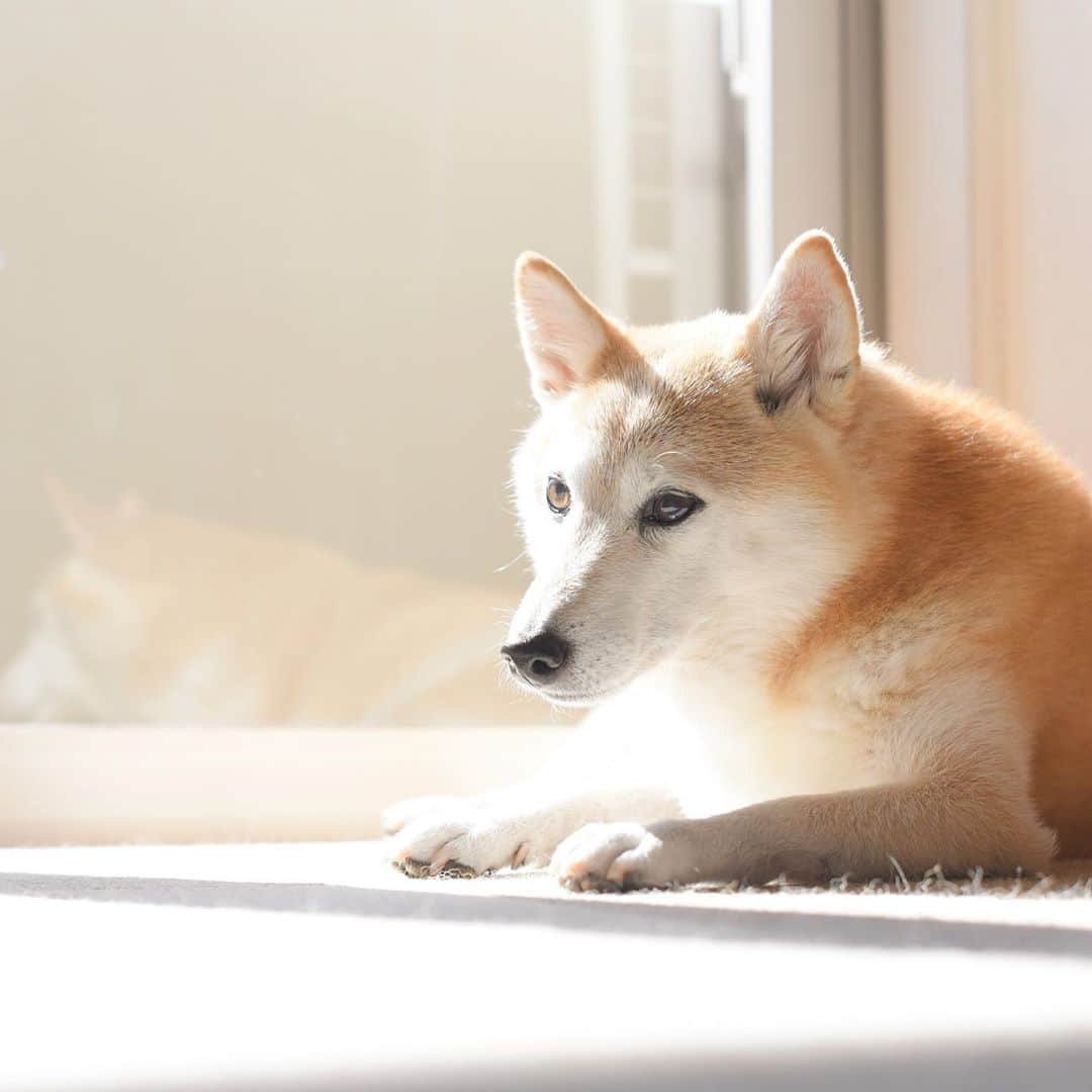 meekooのインスタグラム：「昨日のひだまりぼんやりんご。眩しいっ☺️✨ 今日は曇り空なのでベッドで丸まっています。 #寒いですね」