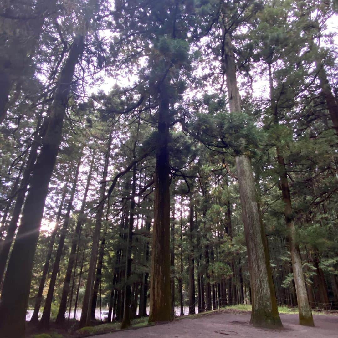 武藤乃子さんのインスタグラム写真 - (武藤乃子Instagram)「⛩ 前橋市三夜沢町の赤城神社。  看板の前を通りかかって「寄って行く？」と、Uターンしてお参りしましたが、後で調べたら、全国に何百とある赤城神社の総本山かも…との説がある場所の1つでした。驚いた！  境内に茂る古木の数々は、思わず声が出るほどで、圧巻でした。 気持ち良かった！  #赤城神社 #三夜沢赤城神社  #神社巡り #群馬県  #前橋市」10月19日 9時30分 - muto_noriko.11