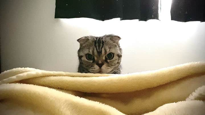 Shishi-maruのインスタグラム：「🐱wake-up call 🐱朝、ふとももをくすぐる、もふもふ。」