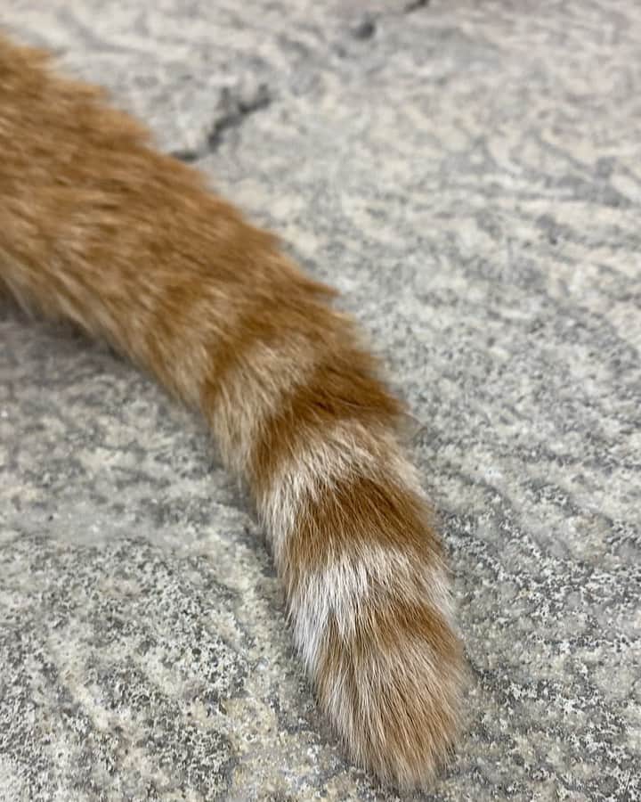 のインスタグラム：「これはなんだ？🧐  正解は… マンチカンカールの マカちゃんのしっぽでした🐈  #福岡eco #福岡eco動物海洋専門学校  #ねこすたぐらむ #ねこ #もふもふ #オープンキャンパス」