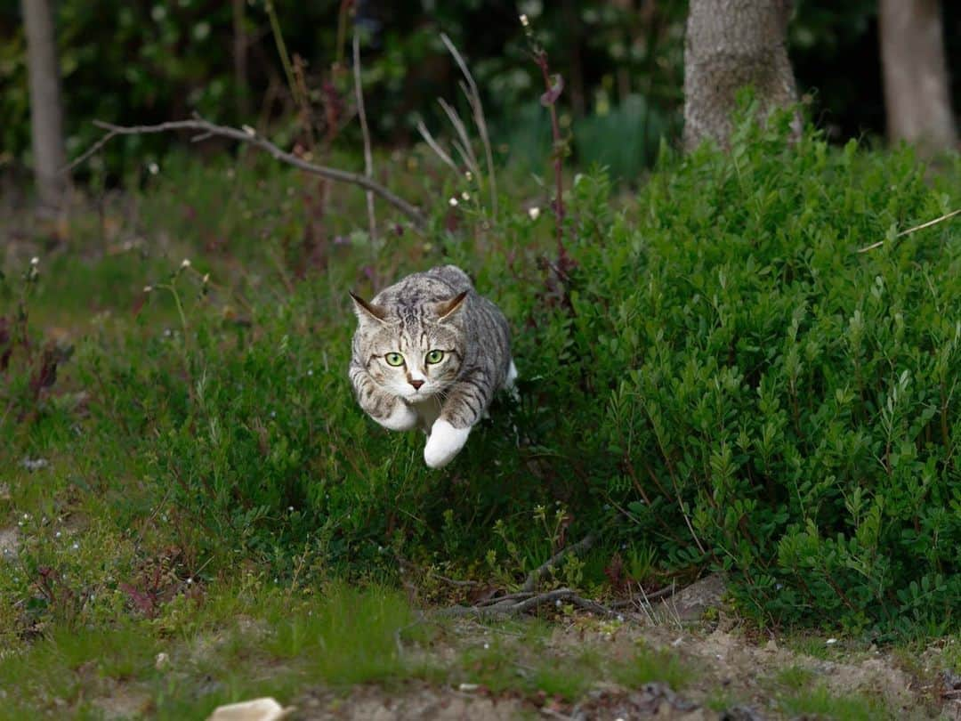 NEKOくらぶさんのインスタグラム写真 - (NEKOくらぶInstagram)「はる、飛び出す。⠀ *⠀ Facebookから、木村忠道さんの作品ですにゃ（＝ΦωΦ＝）⠀ *⠀ 投稿いただいたURL⠀ https://www.facebook.com/photo.php?fbid=3305920766158694⠀ *⠀ いいね！＆コメント大歓迎！！⠀ *⠀ #nekoclub #NEKOくらぶ #Japan #Photo #写真 #日本 #cat #ネコ #ねこ #猫 ⠀ Follow: @nekoclub_jpn⠀ *⠀ ▼【廣済堂出版共同企画】NEKOくらぶの皆さまとつくる「NEKOくらぶ写真集」、発売中♪（＝ΦωΦ＝）⠀ ※詳細は本アカウント「 @nekoclub_jpn 」のプロフィールに固定しているハイライトから⠀ *⠀ ※皆様、政府、自治体など公的機関の指示に従った行動をお願いします。⠀ 東京カメラ部および分室では、写真を「見る楽しみ」を提供することを通して、微力ながら皆様にわずかな時間でも癒しをお届けしたいと思っております。⠀ ※本アカウントは東京カメラ部がFacebook、Instagramのサービスを利用して運営しているもので、Facebook社・Instagramとは一切関係ありません。」10月19日 10時00分 - nekoclub_jpn