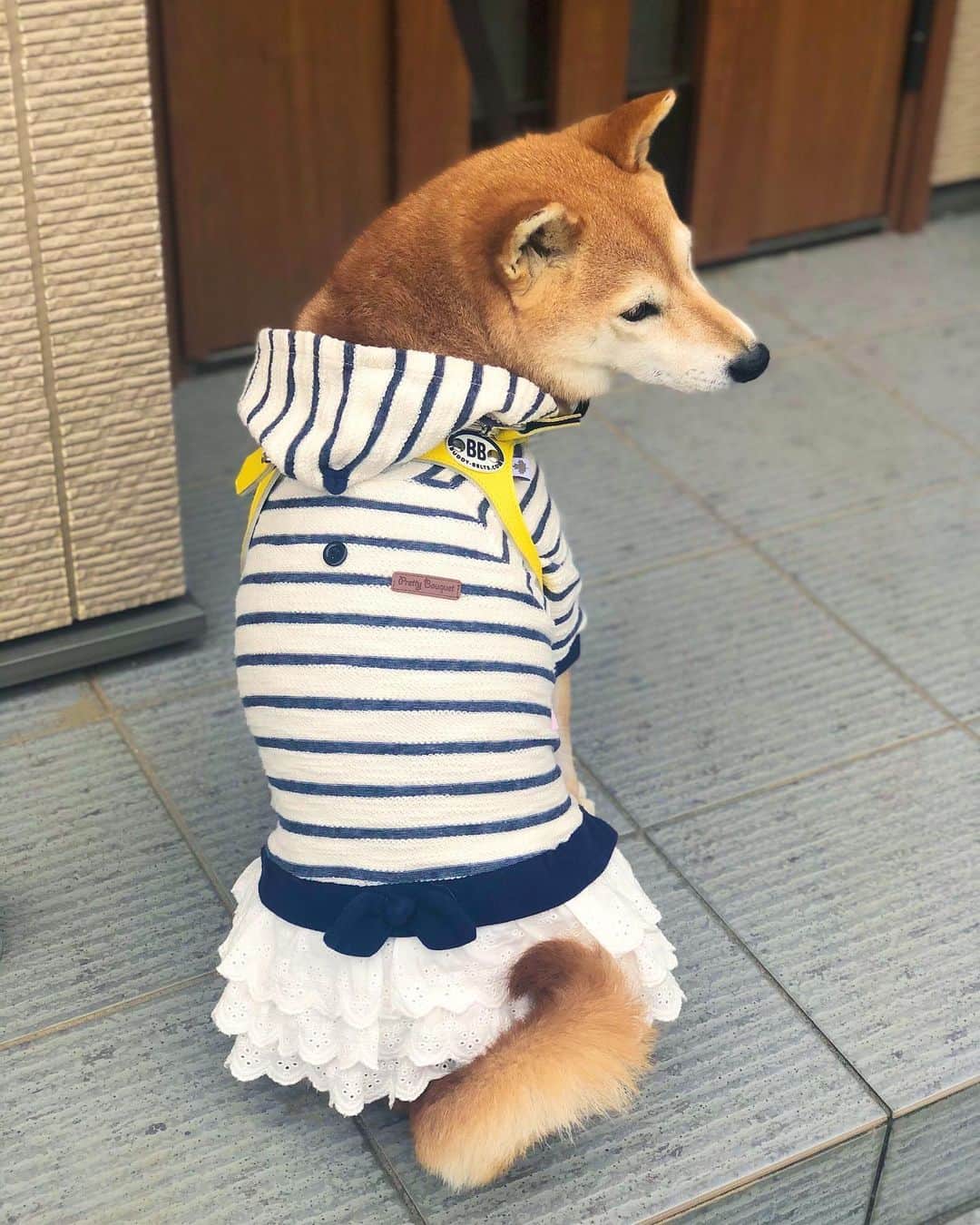 マロたんのインスタグラム：「新しいバディーベルトとフリフリ着てお散歩したよー🐾かーわーいーいー🐥 #可愛くない時は1秒もない #バディーベルト #buddybelts  #ペットパラダイス  #柴犬  #shiba #shibainu」