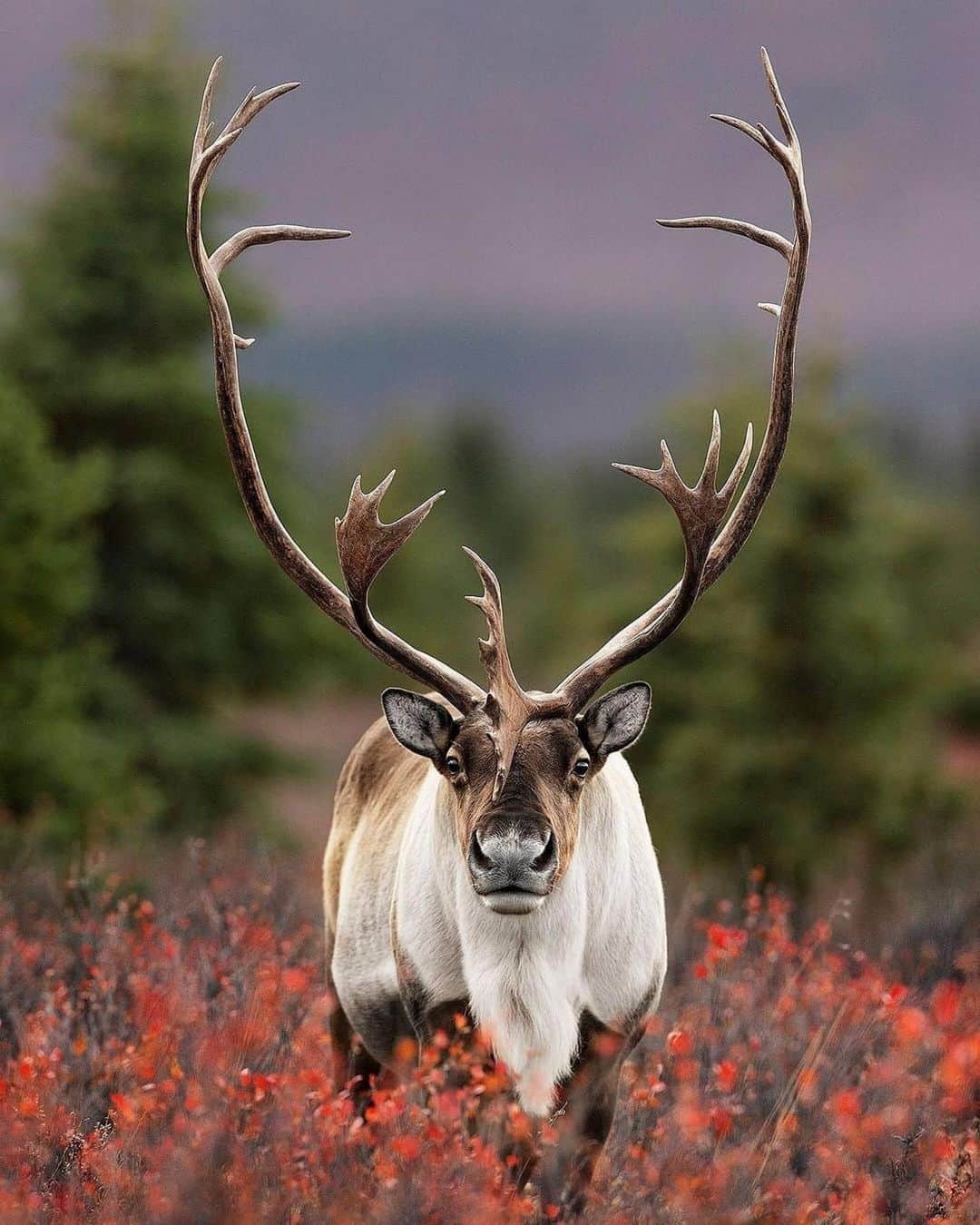 sevimli_hayvanlar34さんのインスタグラム写真 - (sevimli_hayvanlar34Instagram)「😍 #Repost @natgeofineart ・・・ Available in a limited edition from National Geographic Fine Art Galleries: ⁣ Spirit of the North, Alaska, 2014⁣ Photo by @argonautphoto⁣ ⁣ "This was the closest I’ve ever been to an animal of this size. I spent a good hour or so moving very slowly and staying close to trees, so I had some measure of cover and protection. It was just before the first snows and the valleys were bright red with blueberry bushes. This giant of a Caribou really stood out among the two seasons I spent in Denali. The size of this massive Bull’s horns was proof that he had lived through many seasons in the National Park." ⁣ ⁣ Available as a chromogenic photograph framed or unframed in sizes up to 2.0m.⁣ ⁣ For information on how to purchase this and more limited edition fine art, please visit one of our many National Geographic Fine Art Galleries, contact us on Instagram or find us online at natgeofineart.com.⁣ ⁣ #natgeo #artgallery #art #photography #fineart #fineartphotography #naturelovers #travel #wildlife #animal #animals #foto #wildlifephotography #photos #photooftheday #picoftheday #naturephotography #nature #photograph #photoshoot #photo #photographer #gallery #photoart #outdoors #travelphotography #artoftheday」10月19日 10時12分 - rodeubanks