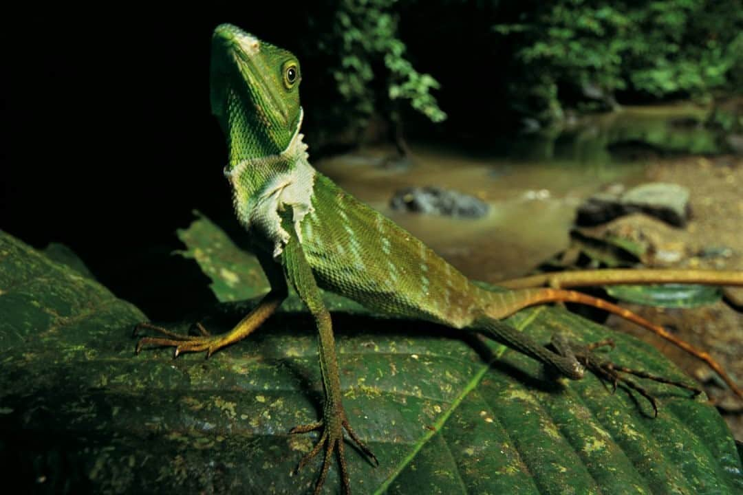 ナショナルジオグラフィックさんのインスタグラム写真 - (ナショナルジオグラフィックInstagram)「Photo by @mattiasklumofficial / A green crested lizard perched on a leaf in the majestic Danum Valley, Sabah, in Malaysian Borneo. Of all rainforest destinations on our planet, this is truly one of my favorites. I've been lucky to work in many incredible places, and Danum, with its ancient rainforest and mind-boggling biodiversity, is hard to beat! In fact, Borneo, an island, provides habitat for about 15,000 known species of flowering plants, and more than 3,000 tree species, 221 terrestrial mammal species, and 420 bird species. Please go to @mattiasklumofficial for more of my images and films. #protectbiodiversity #danumvalley #borneo #crestedlizard」10月19日 15時40分 - natgeo