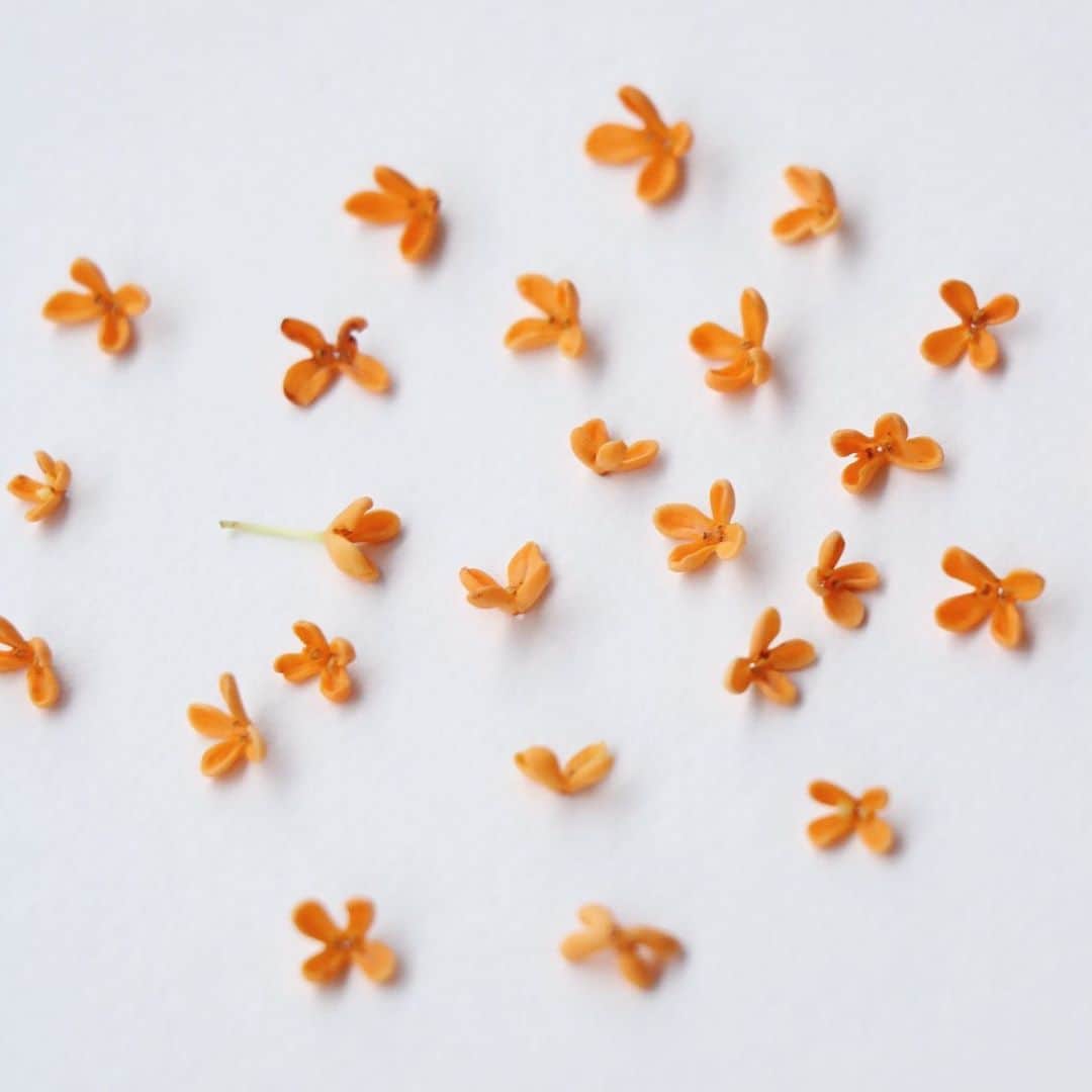 KEINA HIGASHIDEのインスタグラム：「金木犀のいい香りもあと少し。  #金木犀 #キンモクセイ #osmanthus」