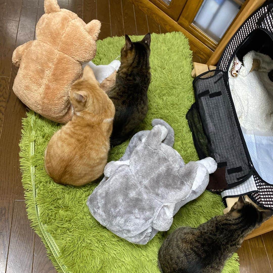 midoriさんのインスタグラム写真 - (midoriInstagram)「. . 朝から楽しませていただきました🤣🤣. . .  #ネコ#ねこのいる暮らし #シマホネコダスケ#シマホレスキュー #茶白猫  #ねこ#猫#ねこすたぐらむ #にゃんこ #にゃんすたぐらむ#猫好きな人と繋がりたい #保護猫 #ねこちゃんホンポ#スタペグラム#子猫#保健所出身#多頭飼い#にゃん太 #ペコねこ部#朝わんこ夕にゃんこ #nyancon01 #WPE2020秋フォトグランプリ #catstagram#cats_of_instagram#catsofinstagram#bestmeow#meow#cutepetclubs#club_of_cats」10月19日 10時20分 - midorinotanbo