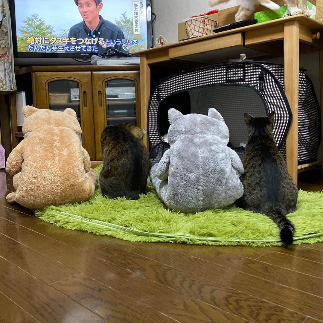 midoriさんのインスタグラム写真 - (midoriInstagram)「. . 朝から楽しませていただきました🤣🤣. . .  #ネコ#ねこのいる暮らし #シマホネコダスケ#シマホレスキュー #茶白猫  #ねこ#猫#ねこすたぐらむ #にゃんこ #にゃんすたぐらむ#猫好きな人と繋がりたい #保護猫 #ねこちゃんホンポ#スタペグラム#子猫#保健所出身#多頭飼い#にゃん太 #ペコねこ部#朝わんこ夕にゃんこ #nyancon01 #WPE2020秋フォトグランプリ #catstagram#cats_of_instagram#catsofinstagram#bestmeow#meow#cutepetclubs#club_of_cats」10月19日 10時20分 - midorinotanbo