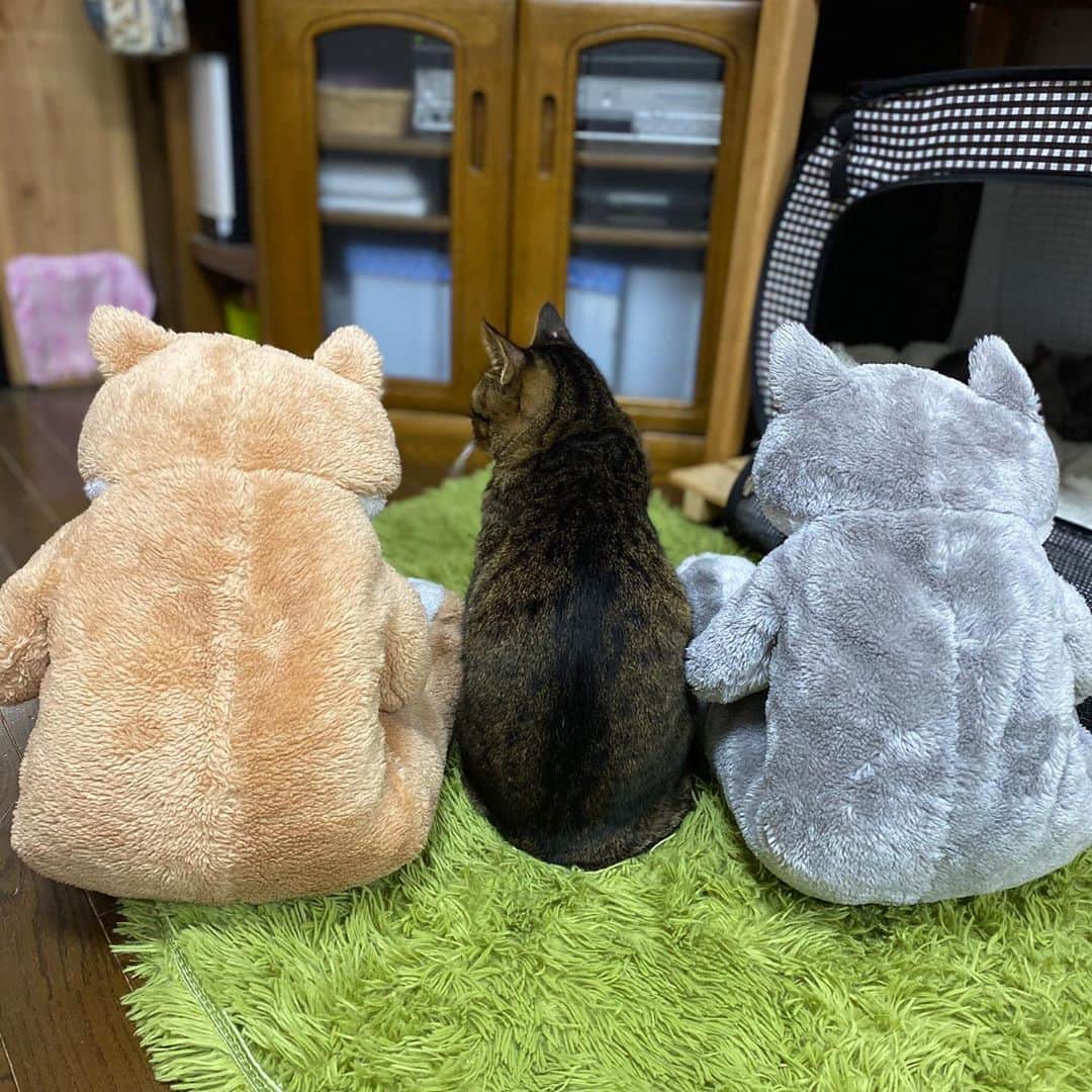 midoriさんのインスタグラム写真 - (midoriInstagram)「. . 朝から楽しませていただきました🤣🤣. . .  #ネコ#ねこのいる暮らし #シマホネコダスケ#シマホレスキュー #茶白猫  #ねこ#猫#ねこすたぐらむ #にゃんこ #にゃんすたぐらむ#猫好きな人と繋がりたい #保護猫 #ねこちゃんホンポ#スタペグラム#子猫#保健所出身#多頭飼い#にゃん太 #ペコねこ部#朝わんこ夕にゃんこ #nyancon01 #WPE2020秋フォトグランプリ #catstagram#cats_of_instagram#catsofinstagram#bestmeow#meow#cutepetclubs#club_of_cats」10月19日 10時20分 - midorinotanbo