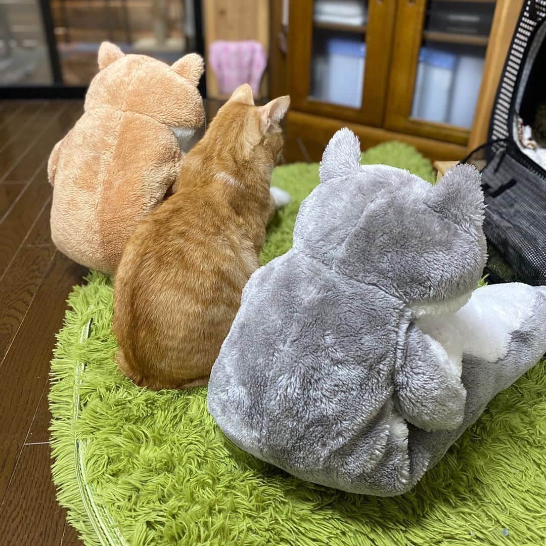 midoriさんのインスタグラム写真 - (midoriInstagram)「. . 朝から楽しませていただきました🤣🤣. . .  #ネコ#ねこのいる暮らし #シマホネコダスケ#シマホレスキュー #茶白猫  #ねこ#猫#ねこすたぐらむ #にゃんこ #にゃんすたぐらむ#猫好きな人と繋がりたい #保護猫 #ねこちゃんホンポ#スタペグラム#子猫#保健所出身#多頭飼い#にゃん太 #ペコねこ部#朝わんこ夕にゃんこ #nyancon01 #WPE2020秋フォトグランプリ #catstagram#cats_of_instagram#catsofinstagram#bestmeow#meow#cutepetclubs#club_of_cats」10月19日 10時20分 - midorinotanbo