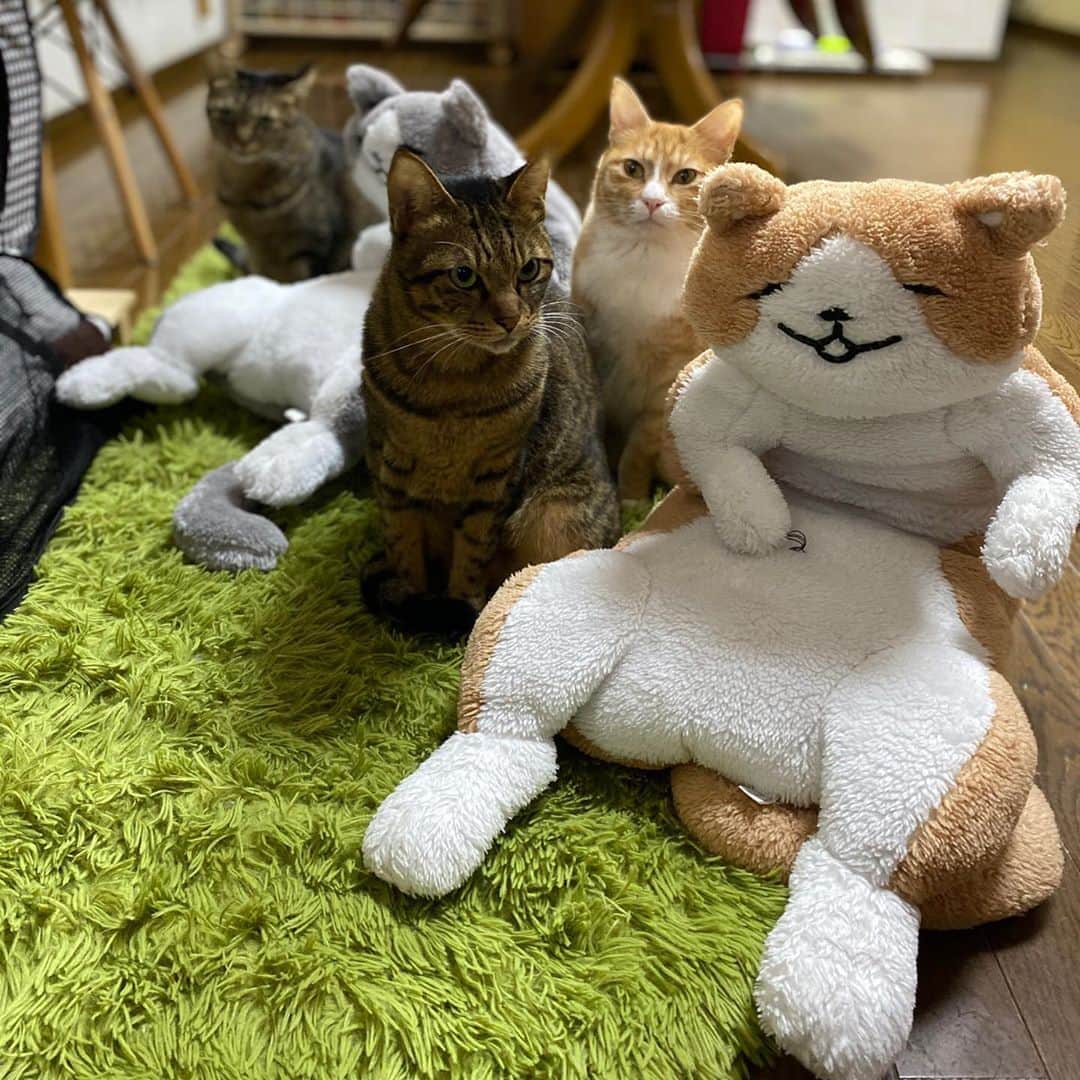 midoriさんのインスタグラム写真 - (midoriInstagram)「. . 朝から楽しませていただきました🤣🤣. . .  #ネコ#ねこのいる暮らし #シマホネコダスケ#シマホレスキュー #茶白猫  #ねこ#猫#ねこすたぐらむ #にゃんこ #にゃんすたぐらむ#猫好きな人と繋がりたい #保護猫 #ねこちゃんホンポ#スタペグラム#子猫#保健所出身#多頭飼い#にゃん太 #ペコねこ部#朝わんこ夕にゃんこ #nyancon01 #WPE2020秋フォトグランプリ #catstagram#cats_of_instagram#catsofinstagram#bestmeow#meow#cutepetclubs#club_of_cats」10月19日 10時20分 - midorinotanbo