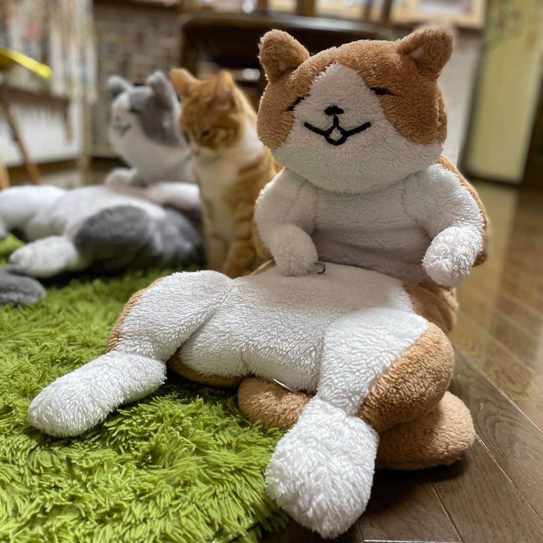 midoriさんのインスタグラム写真 - (midoriInstagram)「. . 朝から楽しませていただきました🤣🤣. . .  #ネコ#ねこのいる暮らし #シマホネコダスケ#シマホレスキュー #茶白猫  #ねこ#猫#ねこすたぐらむ #にゃんこ #にゃんすたぐらむ#猫好きな人と繋がりたい #保護猫 #ねこちゃんホンポ#スタペグラム#子猫#保健所出身#多頭飼い#にゃん太 #ペコねこ部#朝わんこ夕にゃんこ #nyancon01 #WPE2020秋フォトグランプリ #catstagram#cats_of_instagram#catsofinstagram#bestmeow#meow#cutepetclubs#club_of_cats」10月19日 10時20分 - midorinotanbo