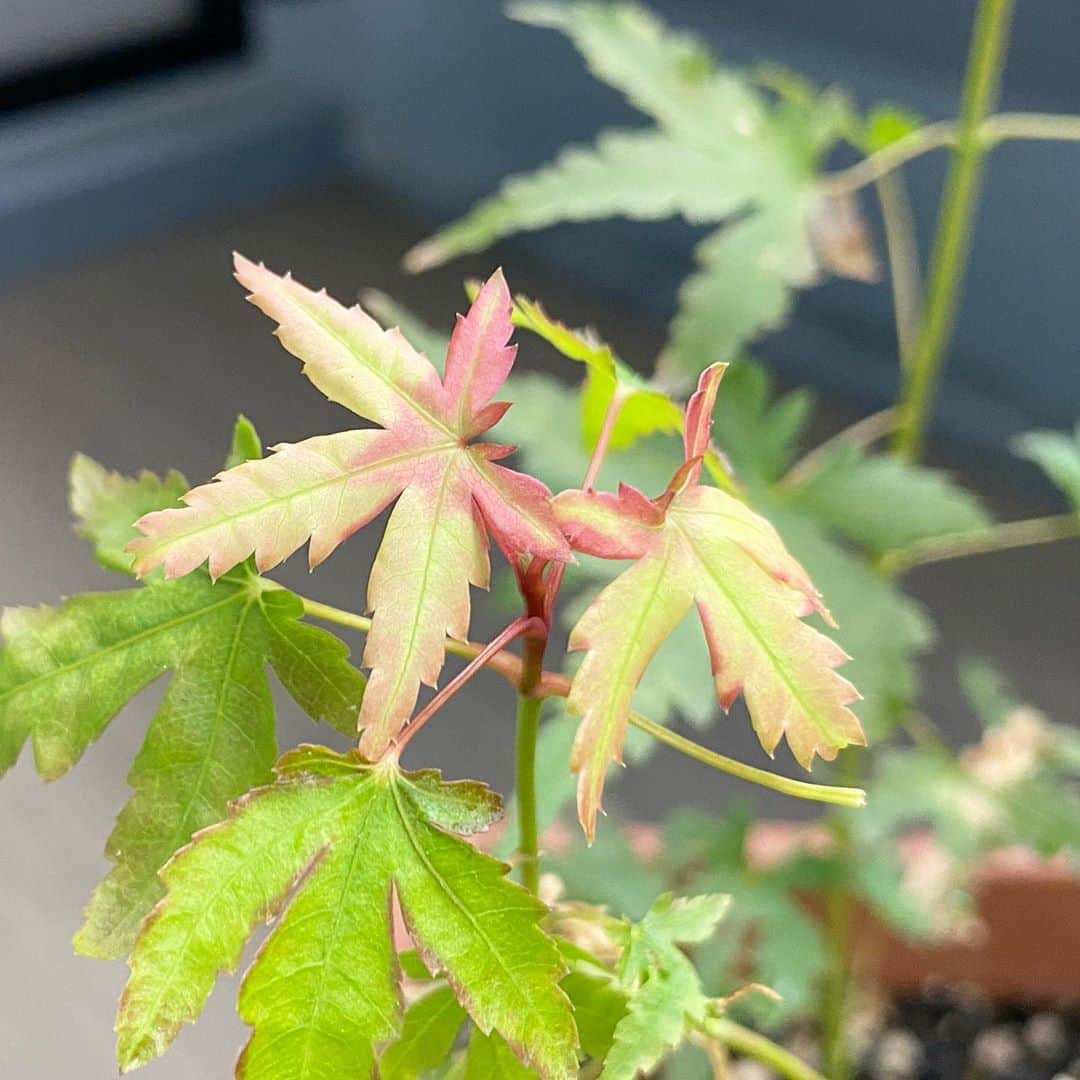 佐野優子のインスタグラム：「🍁 秋を通り越した⁇と思うほど、 朝からすごい寒い🥶 🍁 🍁 けれど、 ベランダ栽培紅葉が季節を感じさせてくれてる😆 🍁 🍁 #紅葉 #もみじ #ベランダ栽培」