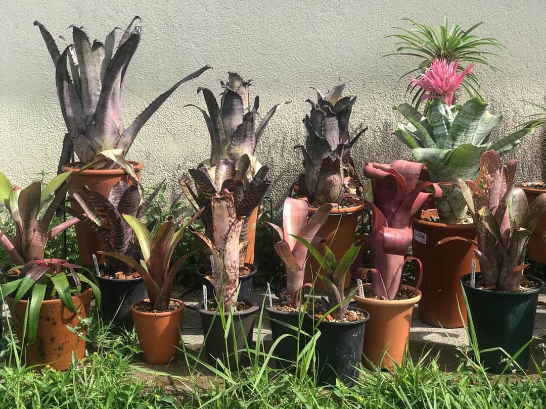 藤代冥砂のインスタグラム：「今週最初の仕事は、朝の植物部。 タンク・ブロメリアの鉢替え。その数、15鉢！^_^ この作業、好きなので、心地よい疲労感。 沖縄には合っている植物で、雨ざらしOK^_^ 皆さま、良い一週間を！  #タンクブロメリア　#tankbromeliads #鉢替え　#植物部」