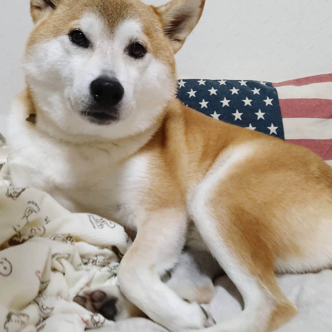 柴犬⭐️サスケのインスタグラム：「おはわん #柴犬#赤柴#わんだフォ #犬ら部 #pecoいぬ部  #shibasnap #shibagram #shibastagram #茶助#北海道#柴北会 #バジャマ踏まないで」
