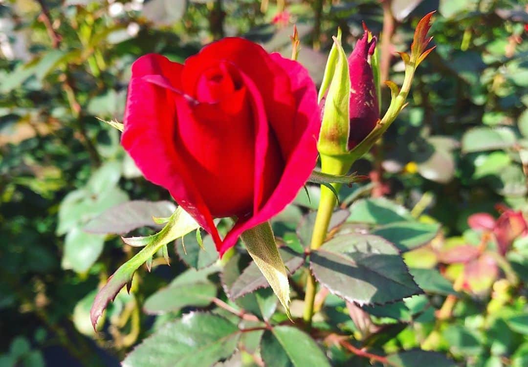 佐古真弓さんのインスタグラム写真 - (佐古真弓Instagram)「咲き始めていました。 #旧古河庭園 #薔薇 #秋薔薇 #散歩記録」10月19日 11時00分 - _sacomayumi_