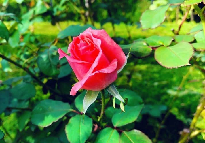 佐古真弓さんのインスタグラム写真 - (佐古真弓Instagram)「咲き始めていました。 #旧古河庭園 #薔薇 #秋薔薇 #散歩記録」10月19日 11時00分 - _sacomayumi_