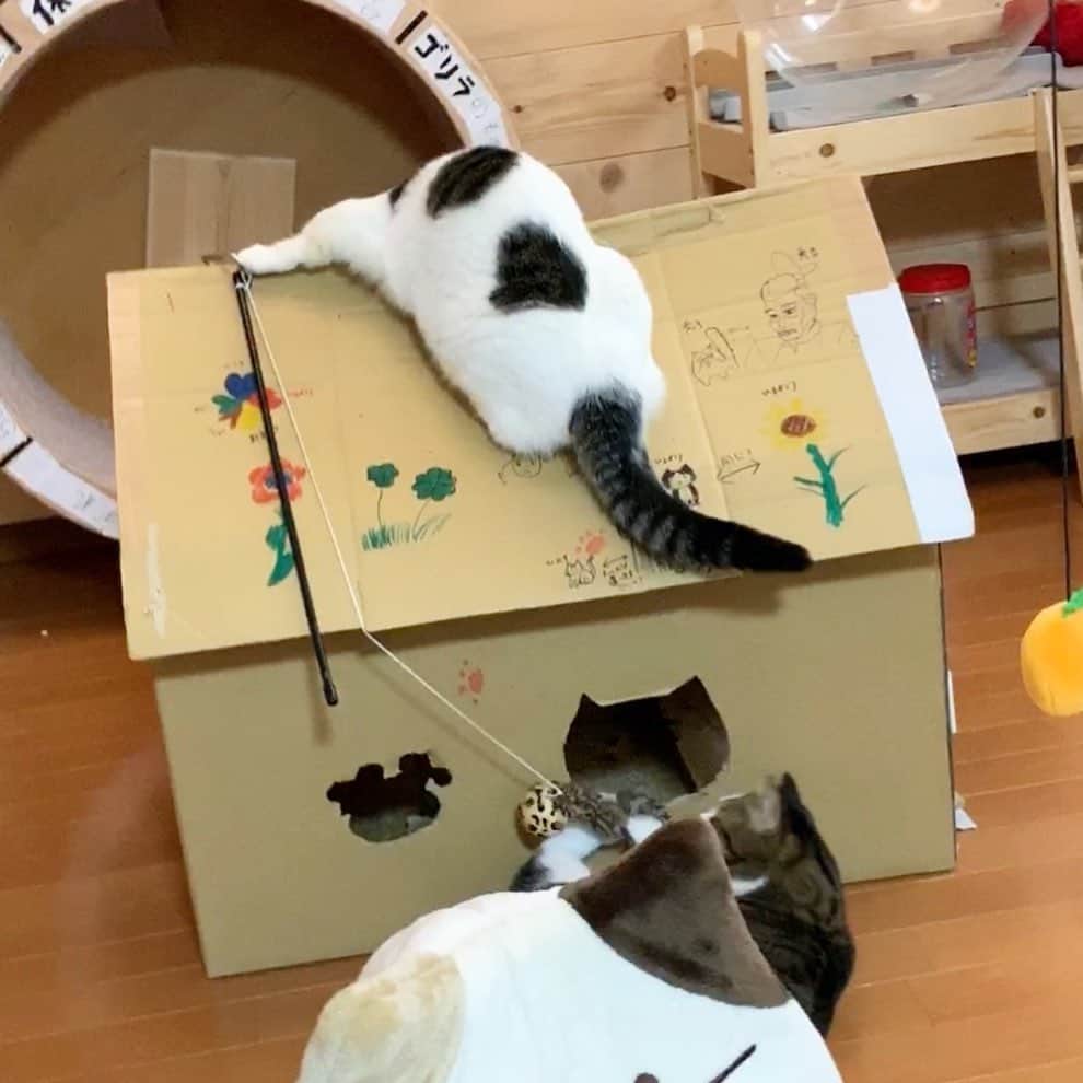 ひのき猫さんのインスタグラム写真 - (ひのき猫Instagram)「お餅が屋根にベッタリと…(笑)」10月19日 11時13分 - hinoki.cute.kitten