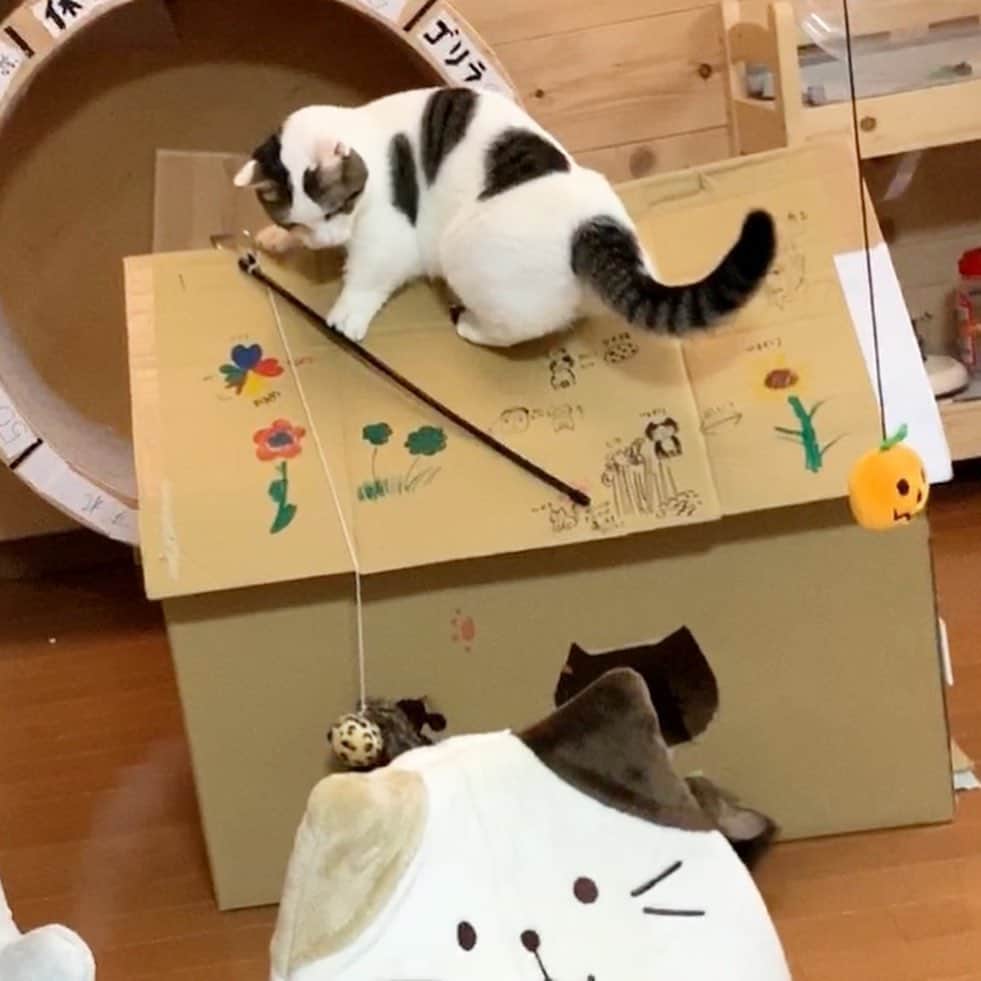 ひのき猫さんのインスタグラム写真 - (ひのき猫Instagram)「お餅が屋根にベッタリと…(笑)」10月19日 11時13分 - hinoki.cute.kitten