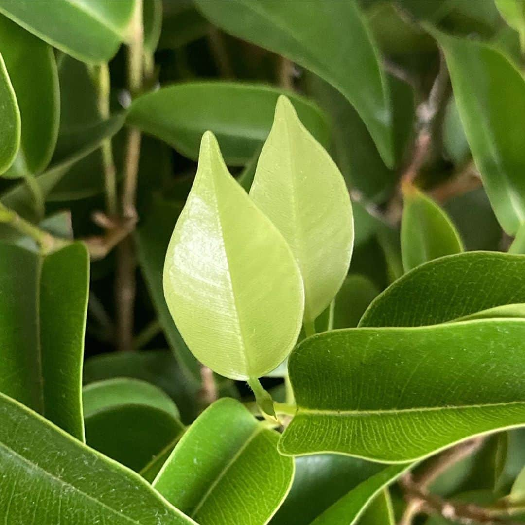 熊木翔のインスタグラム：「🌱」