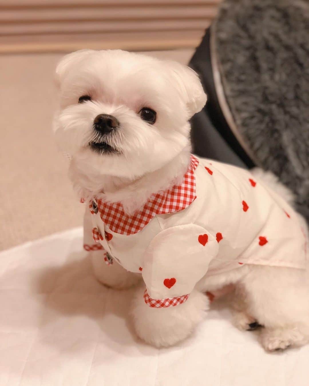 マルチーズ兄妹♡おかゆとおもちのインスタグラム：「…🐶💕💕💕 . . ご心配をお掛けしてます、おかゆの足 ですが、大分良くなってきました。 たまにケンケン走りはするけど、歩く時はほぼ両足で大丈夫みたいです😊 でも、無理は禁物‼️  もっちを追いかける時や宅配が来た時などは、思っ切り走ってます😅 昨日開かれたマルフェス！来年こそ参加するぞ❗マルフェスで思いっ切り走らせてあげたいな〜😆 . . この写真は昨年の東京行きに作った洋服です。また、これ着て東京へ行くぞー！✊🏻✨ . . . #9gag #9gagcute #maltese #malteseofinstagram #happydog #dogsmile #doglove #doglover #dogstagram #instadog #lovedogs #ilovemydog #cutedog #dogoftheday #instapet #말티즈 #fluffypack . #okayusan #マルチーズ #犬バカ部  #わんこ  #エブリドッグ  #pecodogs #鼻ぺちゃ #マルチーズ兄妹 .」
